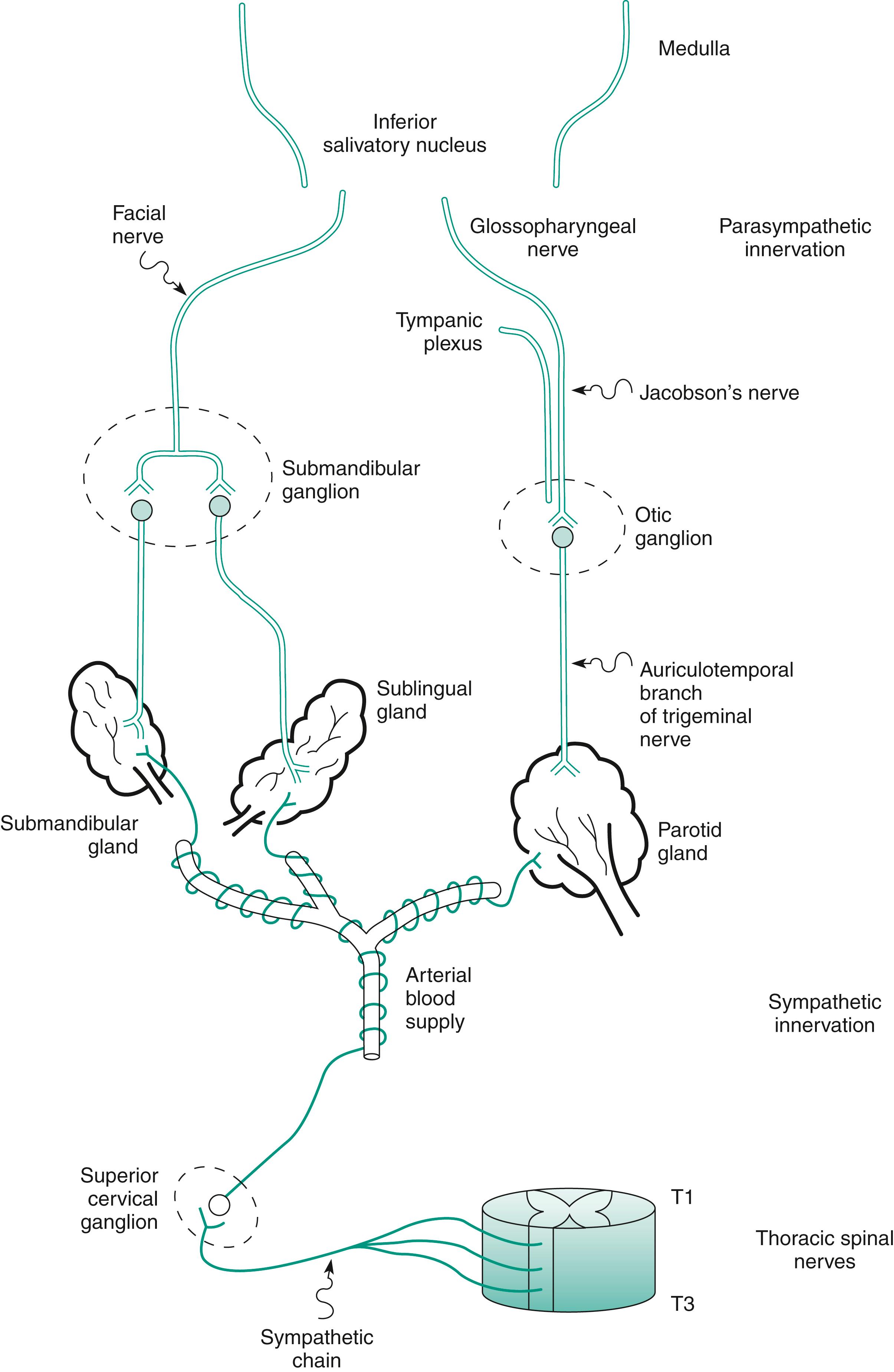 Fig. 7.2, Autonomic nervous distribution to the major salivary glands.