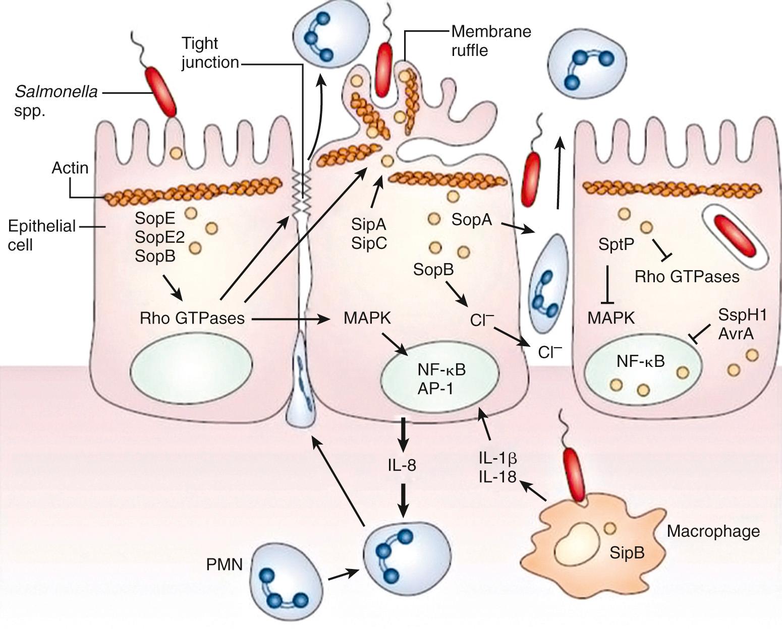 Fig. 225.2, On contact with the epithelial cell, salmonellae assemble the Salmonella pathogenicity island 1–encoded type III secretion system (TTSS-1) and translocate effectors ( yellow spheres ) into the eukaryotic cytoplasm. Effectors such as SopE, SopE2, and SopB then activate host Rho guanosine triphosphatase (GTPase), resulting in the rearrangement of the actin cytoskeleton into membrane ruffles, induction of mitogen-activated protein kinase (MAPK) pathways, and destabilization of tight junctions. Changes in the actin cytoskeleton, which are further modulated by the actin-binding proteins SipA and SipC, lead to bacterial uptake. MAPK signaling activates the transcription factors activator protein-1 (AP-1) and nuclear factor-κB (NF-κB), which turn on production of the proinflammatory polymorphonuclear leukocyte (PMN) chemokine interleukin (IL)-8. SipB induces caspase-1 activation in macrophages, with the release of IL-1β and IL-18, augmenting the inflammatory response. In addition, SopB stimulates Cl − secretion by its inositol phosphatase activity. The destabilization of tight junctions allows the transmigration of PMNs from the basolateral to the apical surface, paracellular fluid leakage, and access of bacteria to the basolateral surface. However, the transmigration of PMNs also occurs in the absence of tight-junction disruption and is further promoted by SopA. The actin cytoskeleton is restored, and MAPK signaling is turned off by the enzymatic activities of SptP. This also results in the downmodulation of inflammatory responses, to which SspH1 and AvrA also contribute by inhibiting activation of NF-κB.