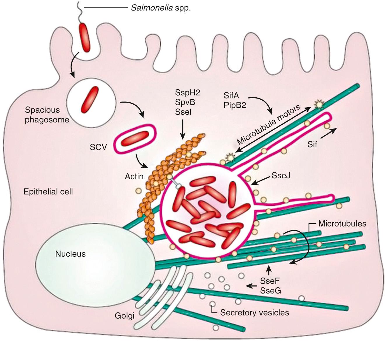 Fig. 225.3, Formation of the Salmonella -containing vacuole (SCV) and induction of the Salmonella pathogenicity island 2 (SPI-2) type III secretion system (TTSS) within the host cell. Shortly after internalization by macropinocytosis, salmonellae are enclosed in a spacious phagosome that is formed by membrane ruffles. Later, the phagosome fuses with lysosomes, acidifies, and shrinks to become adherent around the bacterium, and is called the SCV. It contains the endocytic marker lysosomal-associated membrane protein 1 (LAMP-1; purple ). The Salmonella SPI-2 is induced within the SCV and translocates effector proteins (yellow spheres) across the phagosomal membrane several hours after phagocytosis. The SPI-2 effectors SifA and PipB2 contribute to formation of Salmonella -induced filament along microtubules (green) and regulate microtubule motor (yellow star shape) accumulation on the Sif and the SCV. SseJ is a deacylase that is active on the phagosome membrane. SseF and SseG cause microtubule bundling adjacent to the SCV and direct Golgi-derived vesicle traffic toward the SCV. Actin accumulates around the SCV in an SPI-2–dependent manner, in which SspH2, SpvB, and SseI are thought to have a role.