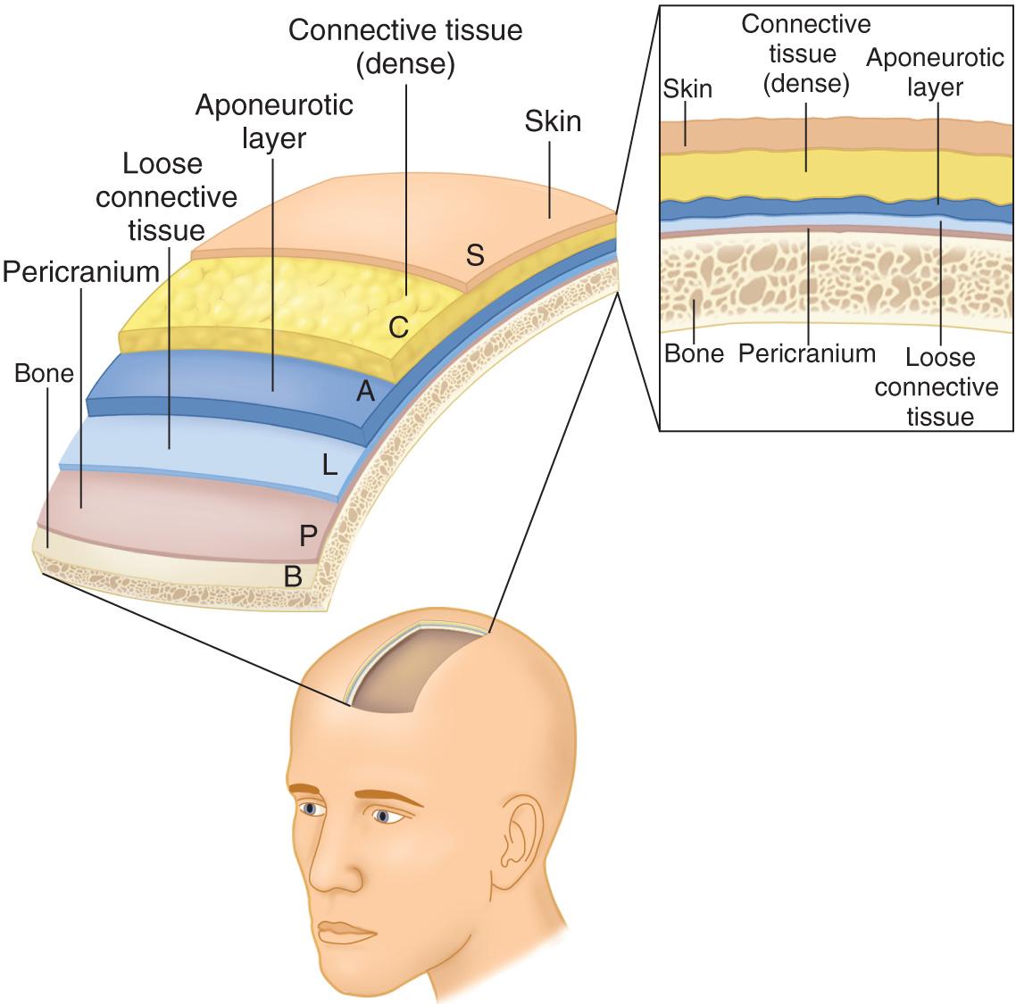 Figure 3.22, Anatomy of the scalp.