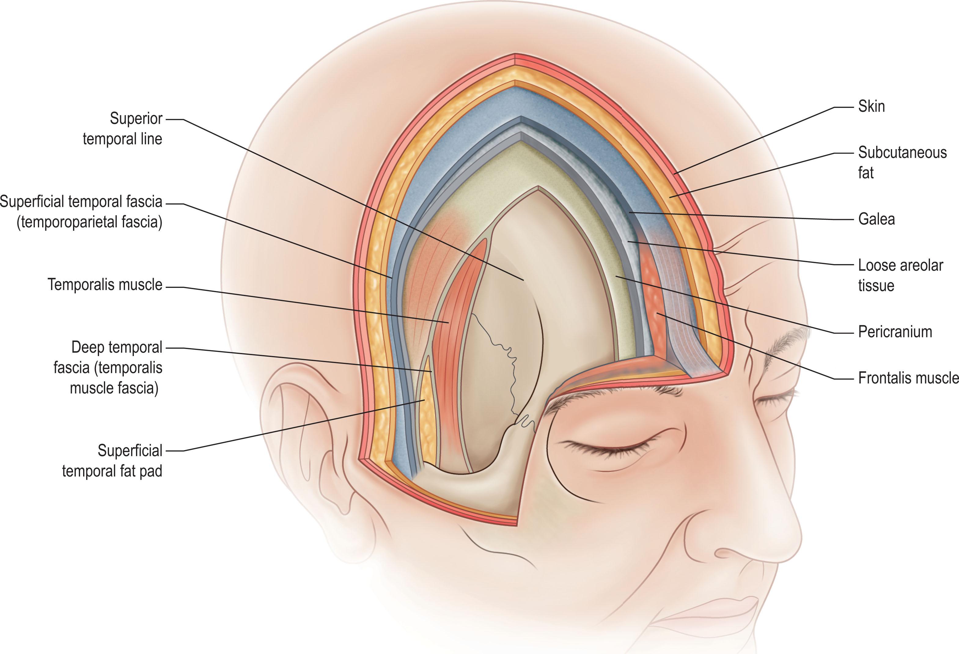 Figure 2.1, lllustration demonstrating the layered anatomy of the scalp.