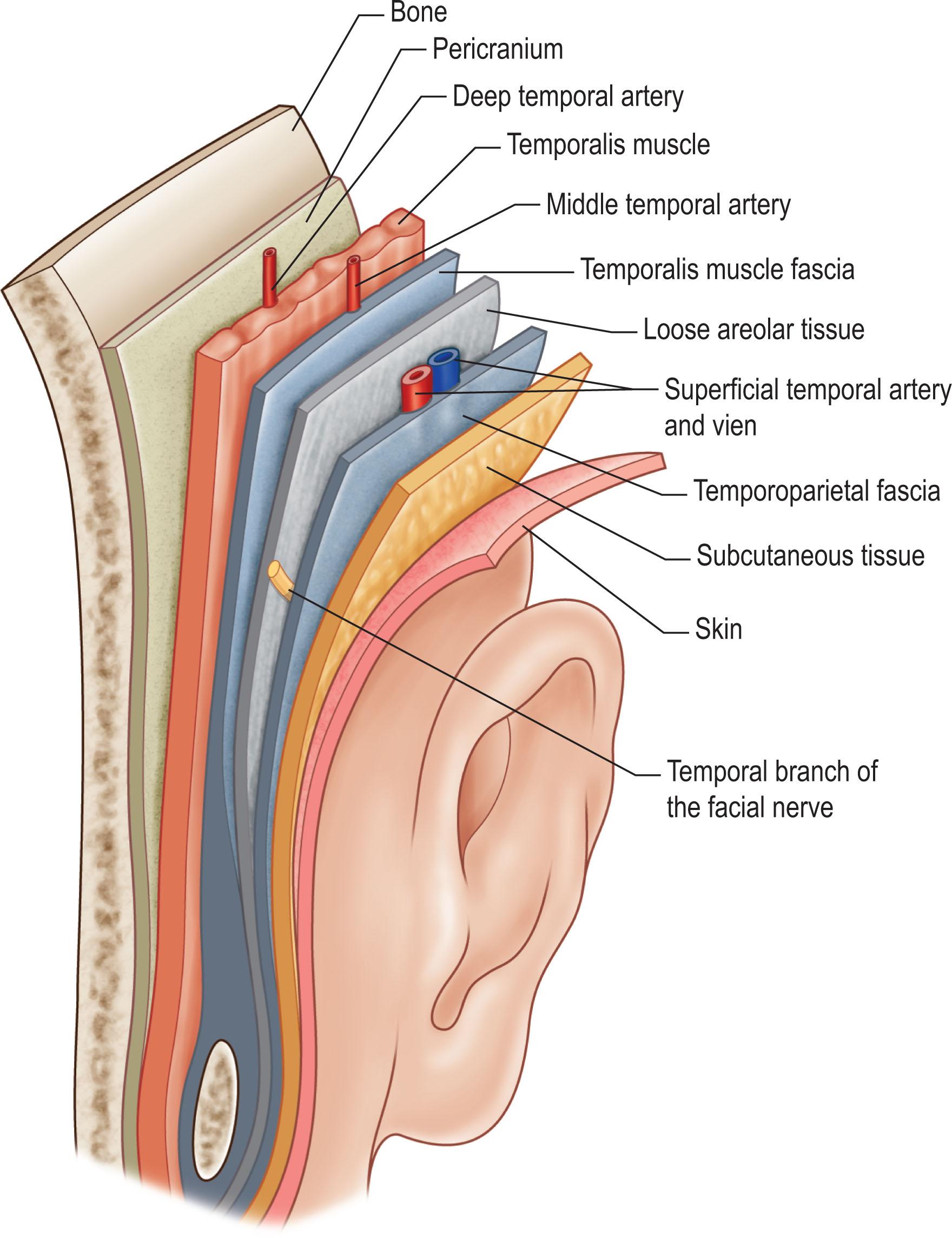 Figure 2.2, Illustration demonstrating the complex anatomy of the temporal scalp, in particular relation to the course of the temporal branch of the facial nerve.