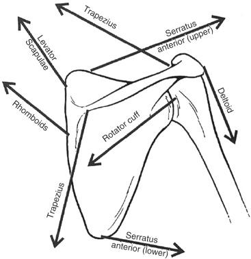 Fig. 49.22, Deforming forces from muscle insertions determine displacement of the individual fragments.