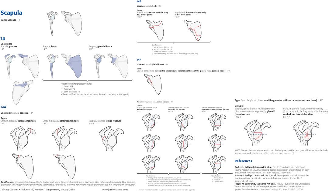 Fig. 49.8, The 2018 Arbeitsgemeinschaft für Osteosynthesefragen/Orthopaedic Trauma Association (AO/OTA or OTA/AO) Fracture and Dislocation Classification Compendium. This is the second and most recent revision of the compendium.