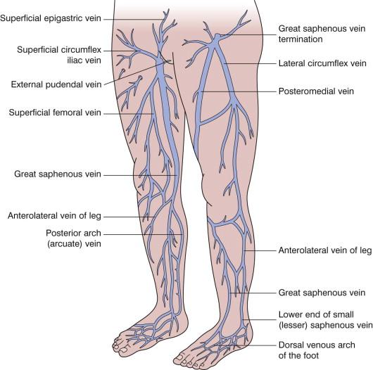 FIGURE 36.1, Distribution of the major trunks of the superficial venous system.