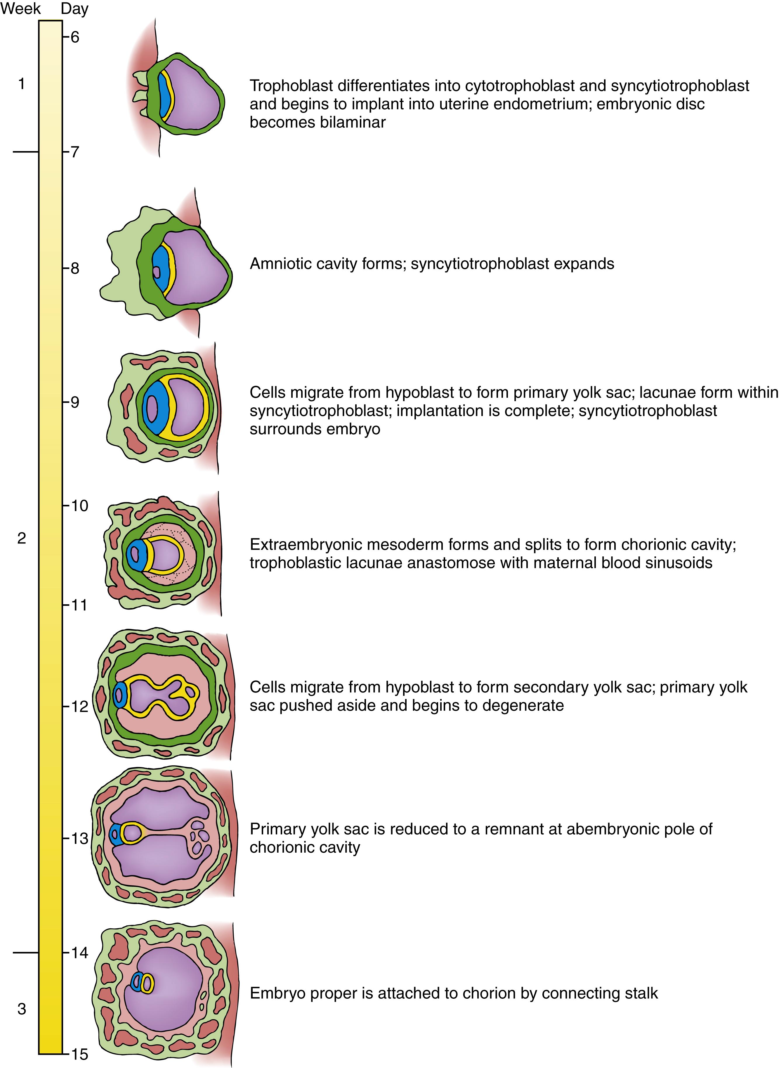 Timeline