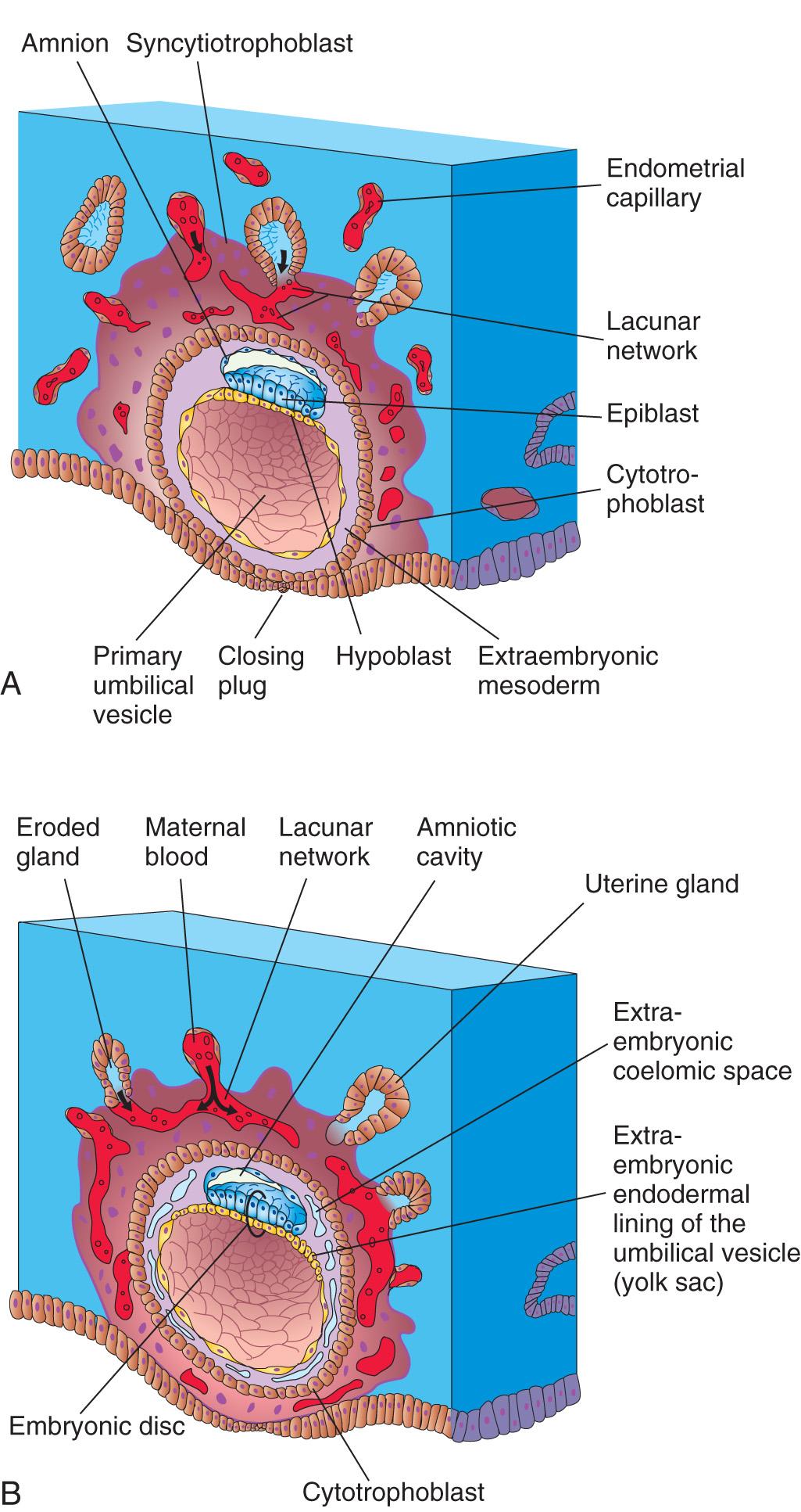 Second Week of Human Development - Clinical Tree, image size:1025x1933