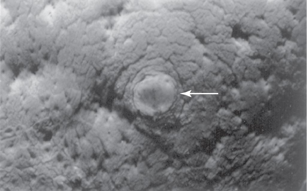 Fig. 3.3, Photograph of the endometrial surface of the body of the uterus, showing the implantation site of the 12-day embryo shown in Fig. 3.4 . The implanted conceptus produces a small elevation (arrow) (×8).