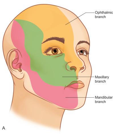 Fig. 3.16.1, (A) Sensory distribution of the trigeminal nerve. (B) Anatomical distribution of the terminal branches of the trigeminal nerve.
