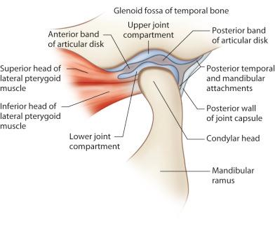 Fig. 3.10.1, Diagram showing the anatomical structure of the human temporomandibular joint.