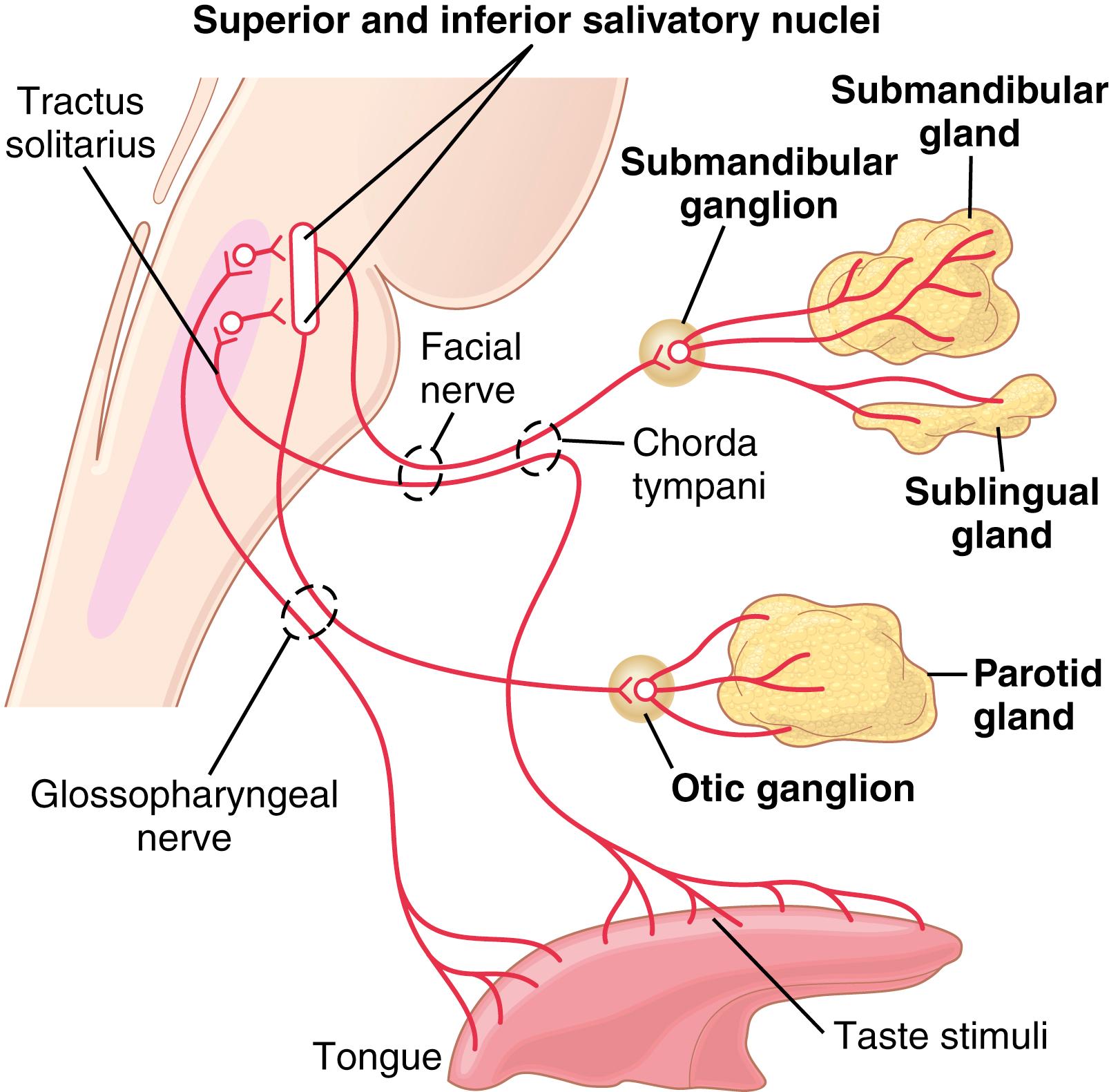 Figure 65-3, Parasympathetic nervous regulation of salivary secretion.