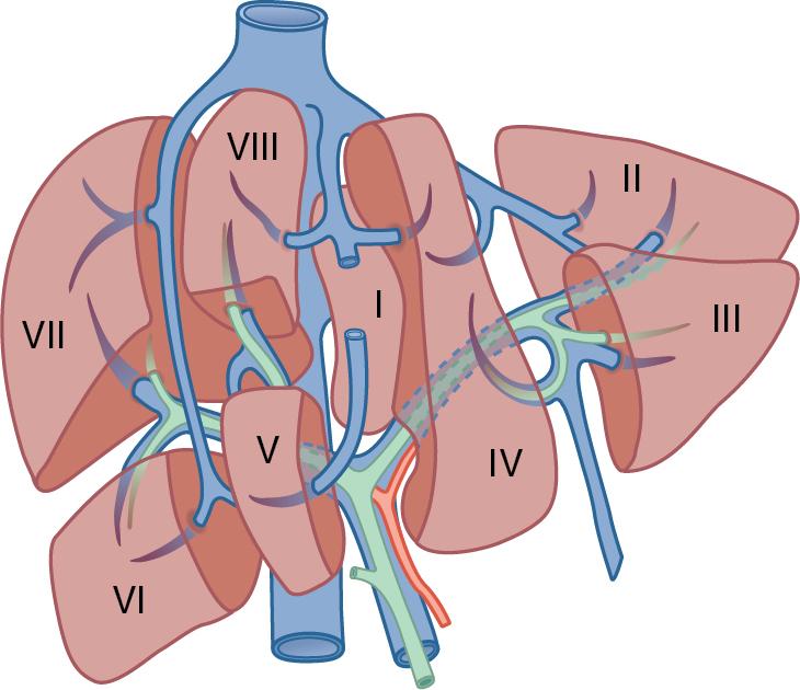 FIGURE 118B.1, Schematic of the liver segments and their relationships to the hepatic and portal veins 15 . It should be noted that the portal veins are used as borders between segments 4A and 4B, between segments 5 and 8, and between segments 6 and 7. The left hepatic vein is what divides segments 2 and 3. The Middle hepatic vein separates the right and left lobes of the liver. The right hepatic vein separates the right anterior section from the right posterior section.