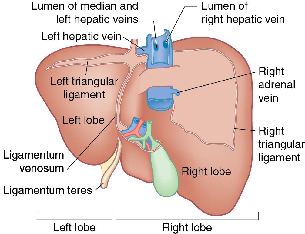 FIGURE 118B.6, Posterior hepatic anatomy including ligaments requiring division during liver mobilization 16 (see Chapter 2 ).