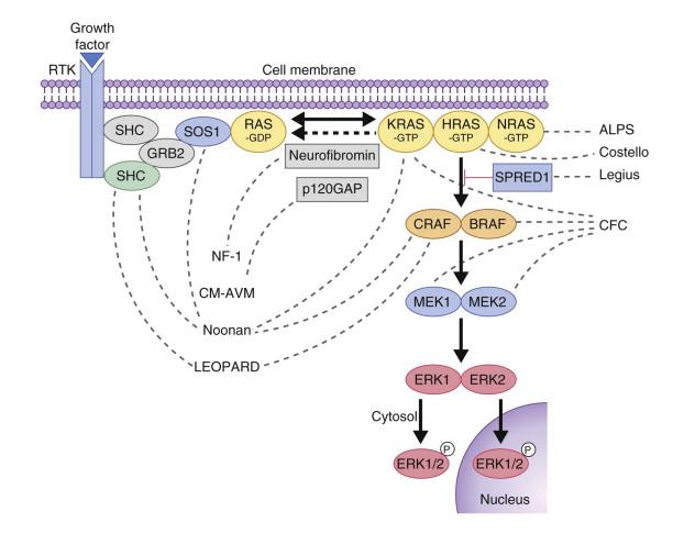 Figure 29.1, The RAS/mitogen-activated protein kinase (MAPK) signaling pathway is important in cell proliferation, differentiation, motility, apoptosis and senescence.