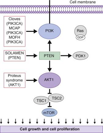 Figure 29.6, PI3K-AKT pathway.