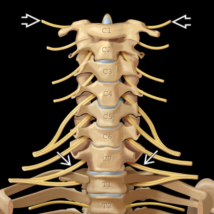 Anatomy: Coronal Graphic