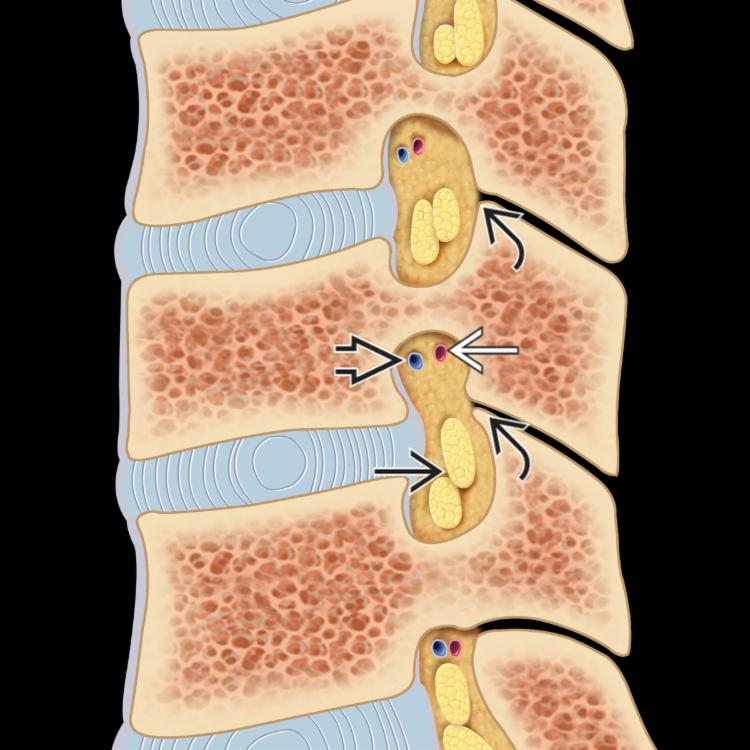 Anatomy: Sagittal Graphic