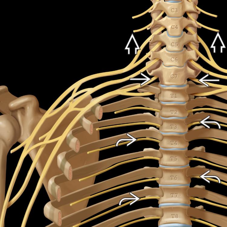 Cervical Root Numbering