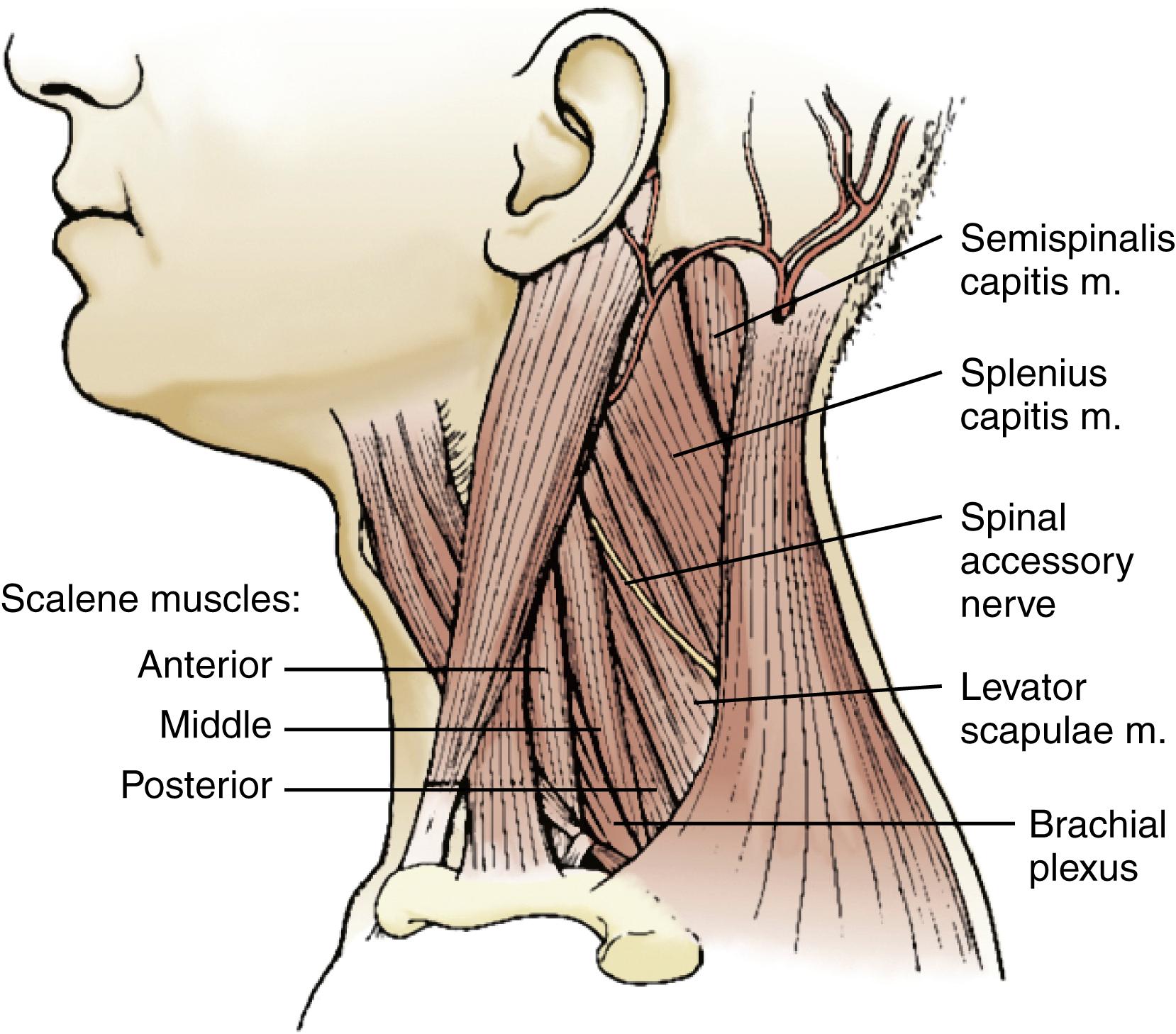 Figure 118.1, Cervical muscles frequently involved in cervical dystonia.