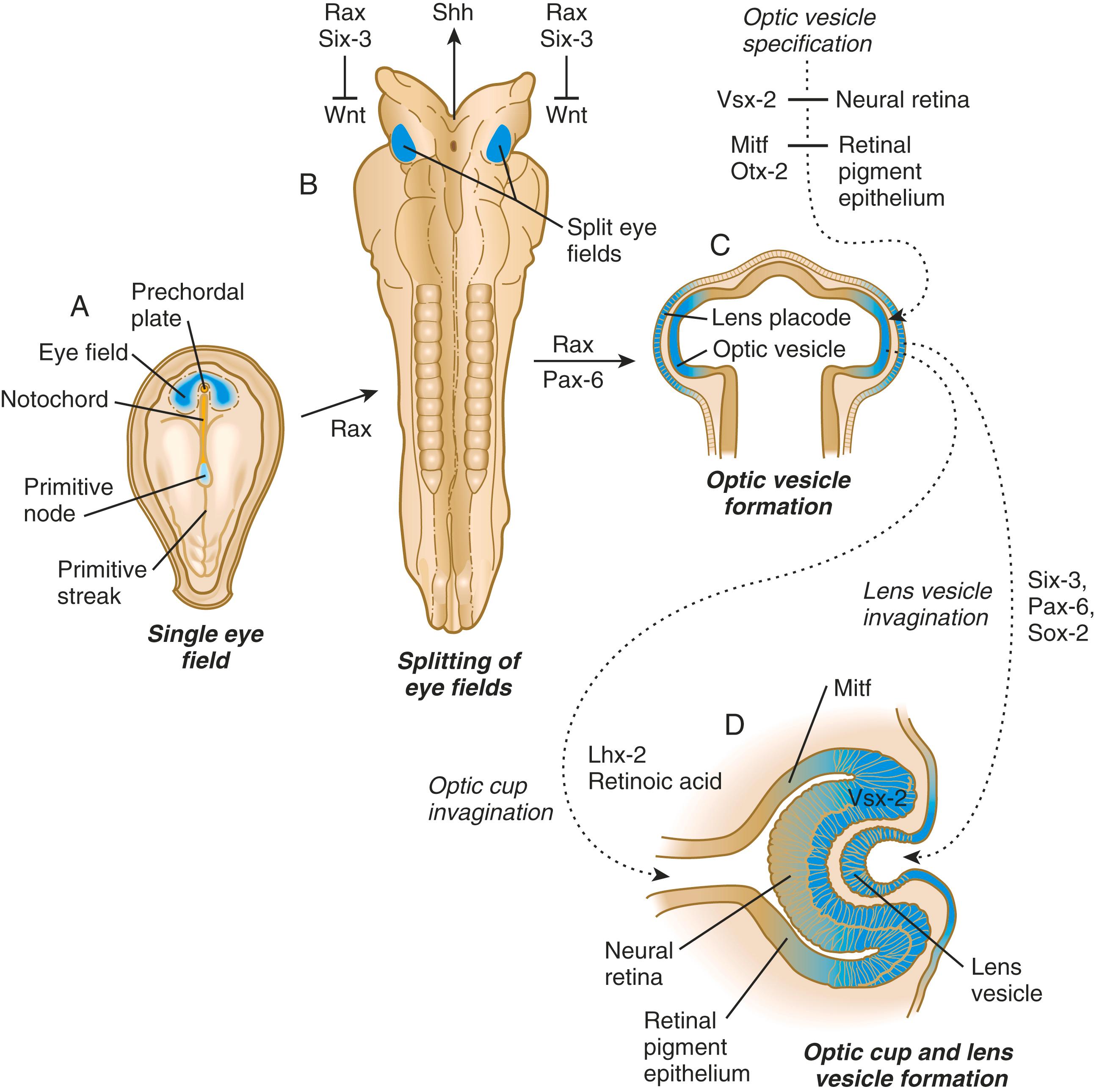 Fig. 13.2, Major steps in eye development.