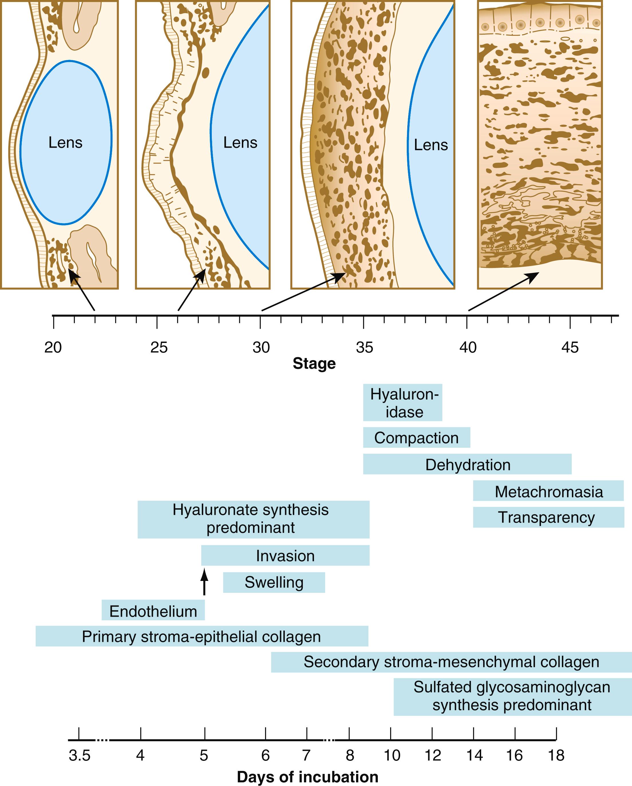 Fig. 13.11, Major events in corneal morphogenesis in the chick embryo.