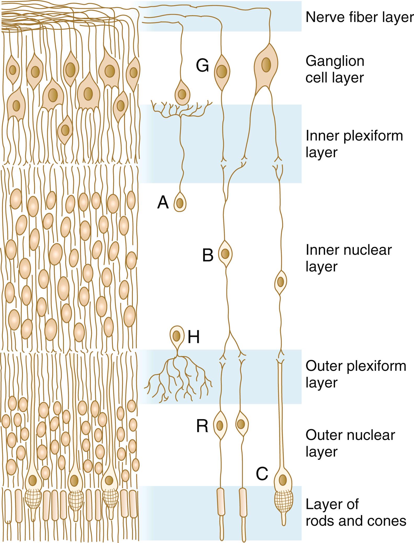 Fig. 13.13, Tissue and cellular organization of the neural retina of a human fetus.