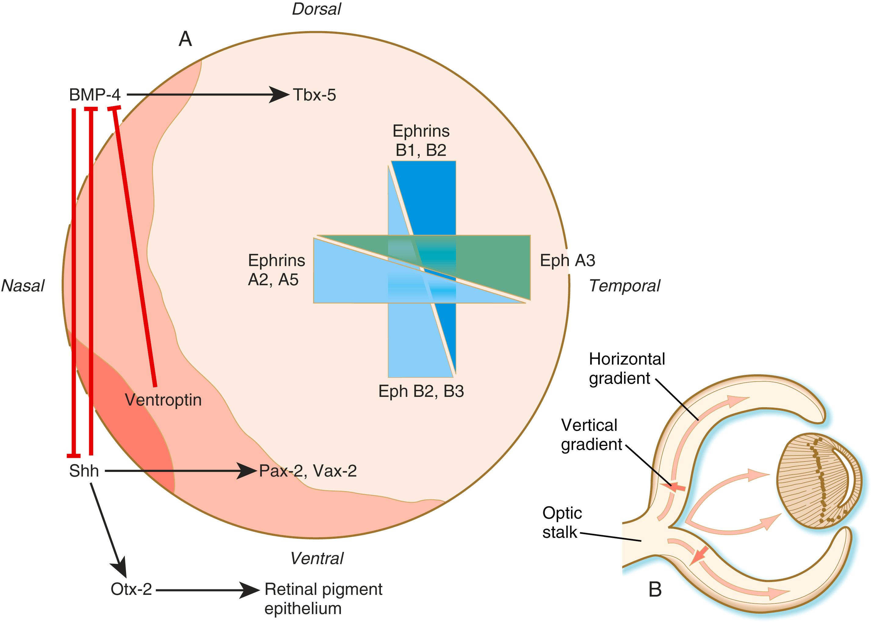 Fig. 13.14, (A) Molecular basis for the specification of pattern of the neural retina. The original molecular drivers are sonic hedgehog (Shh) ventrally and bone morphogenetic protein-4 (BMP-4) dorsally. The molecular interactions indicated by the arrows are supplemented by dorsoventral and nasotemporal gradients of ephrins and their receptors. (B) Horizontal and vertical gradients in the differentiation of the layers of the neural retina.