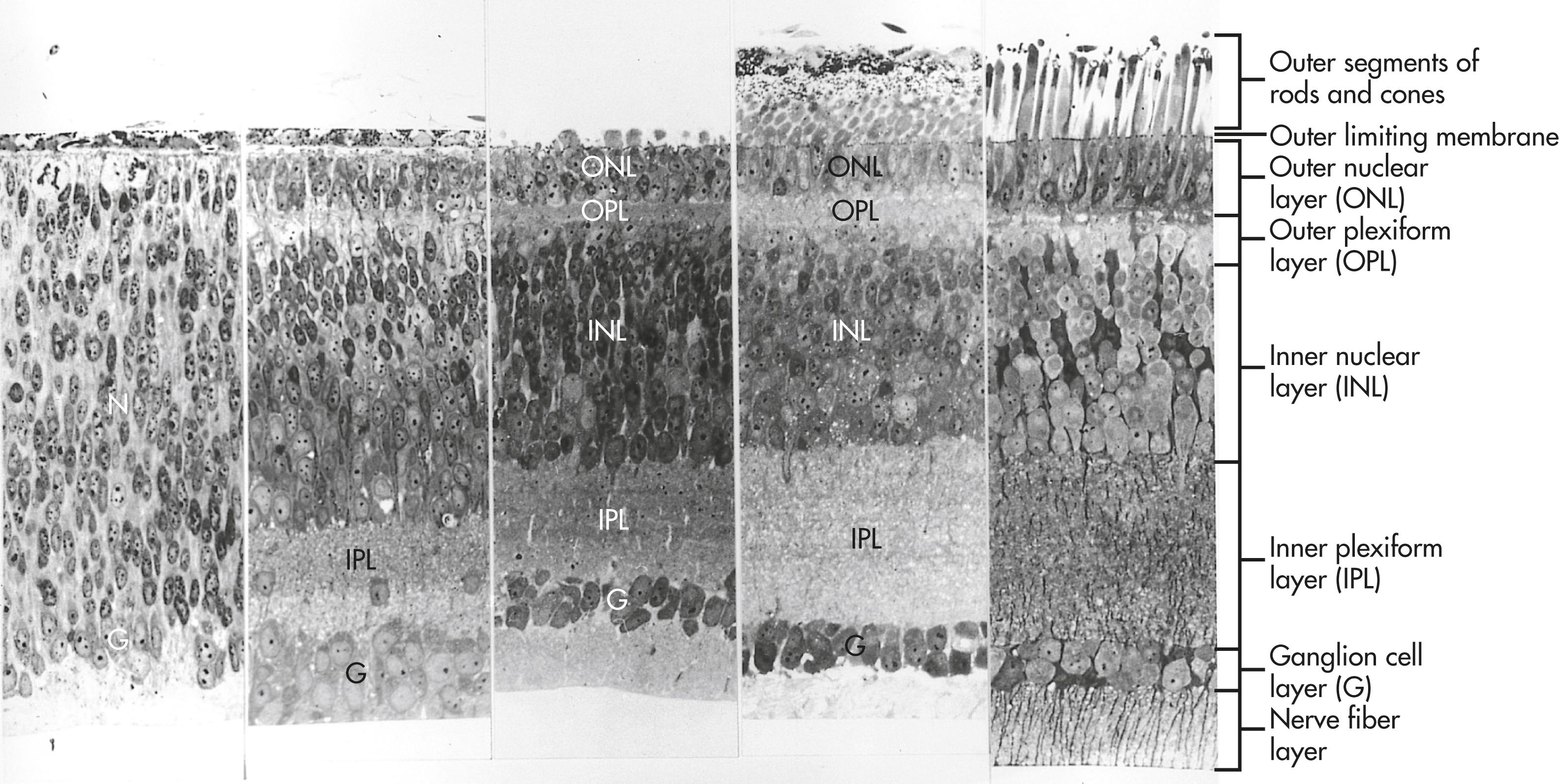 Fig. 13.15, Progressive development of retinal layers in the chick embryo.