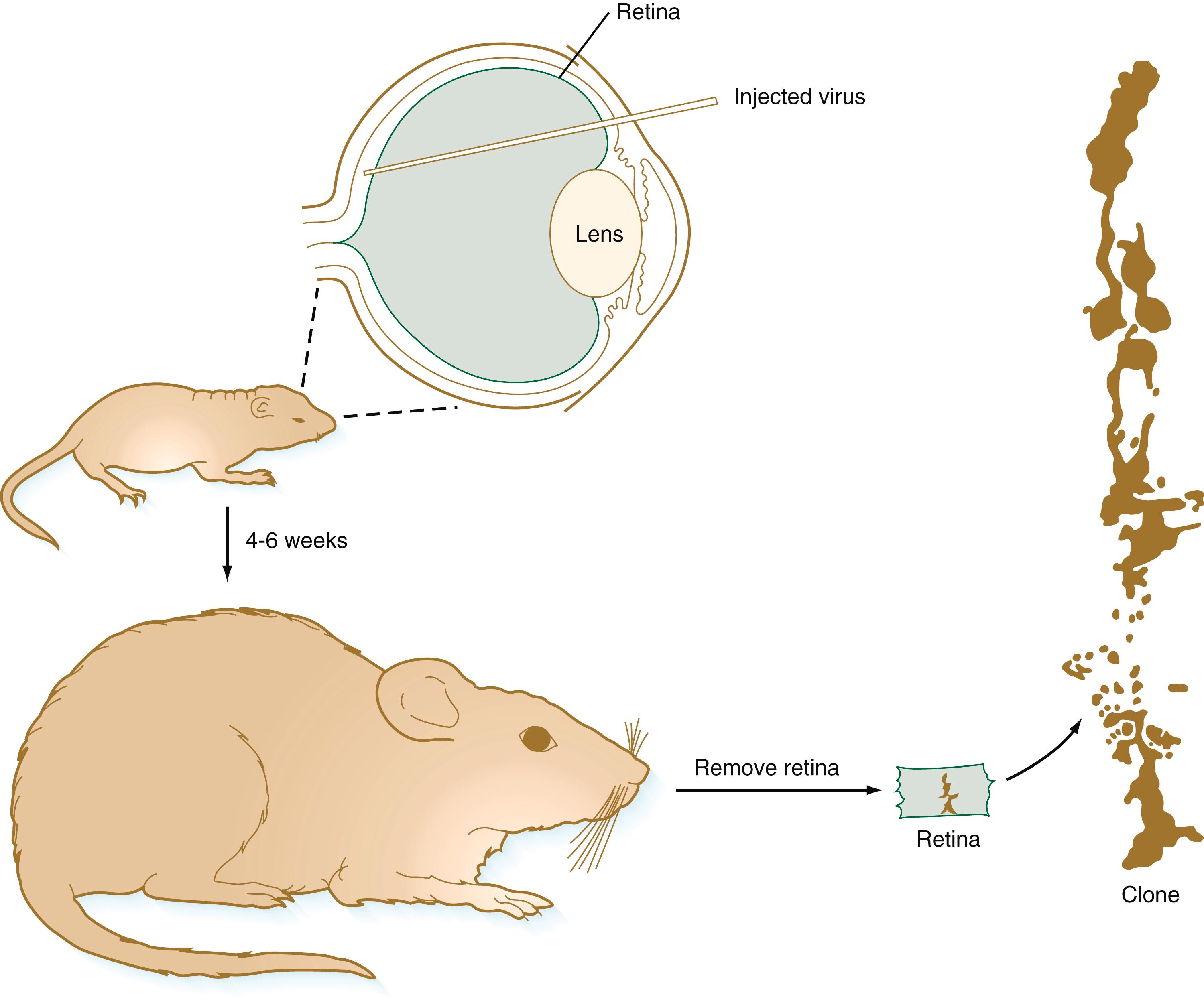 Fig. 13.16, Experiment illustrating the origins and lineages of retinal cells in the rat.