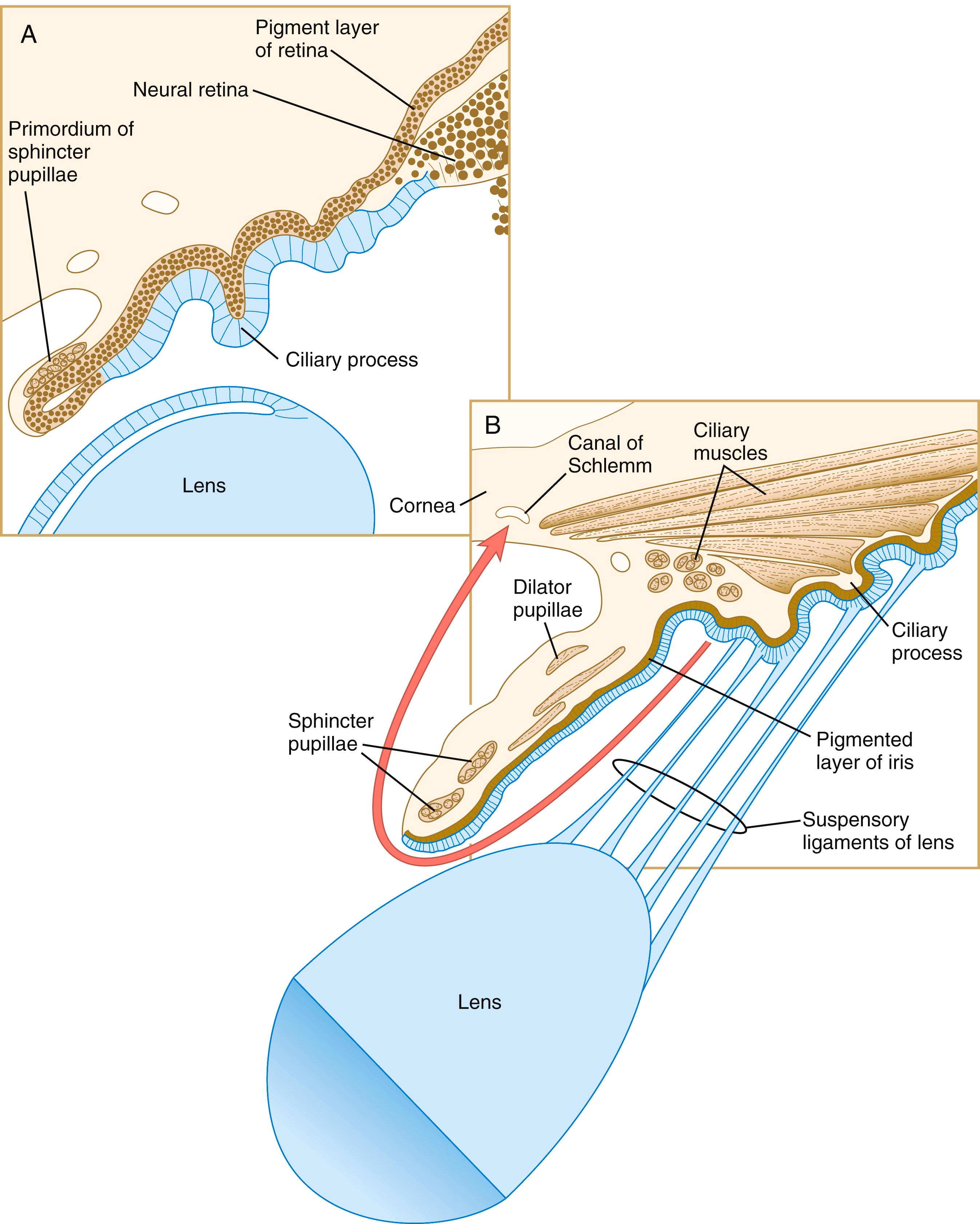 Fig. 13.17, Earlier (A) and later (B) stages in development of the iris and ciliary body.