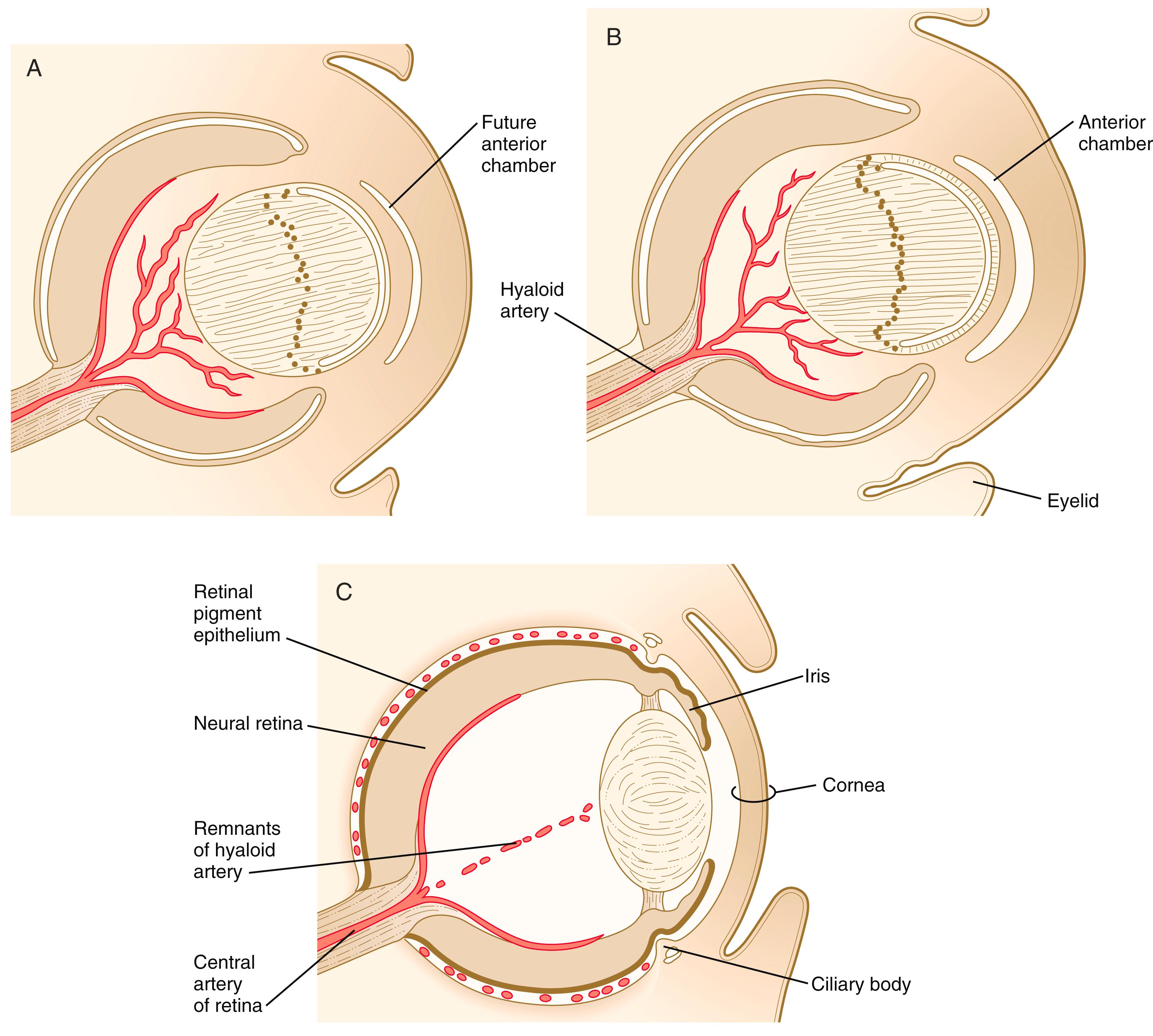 Fig. 13.18, (A) to (C) Stages in development and regression of the hyaloid artery in the embryonic eye.