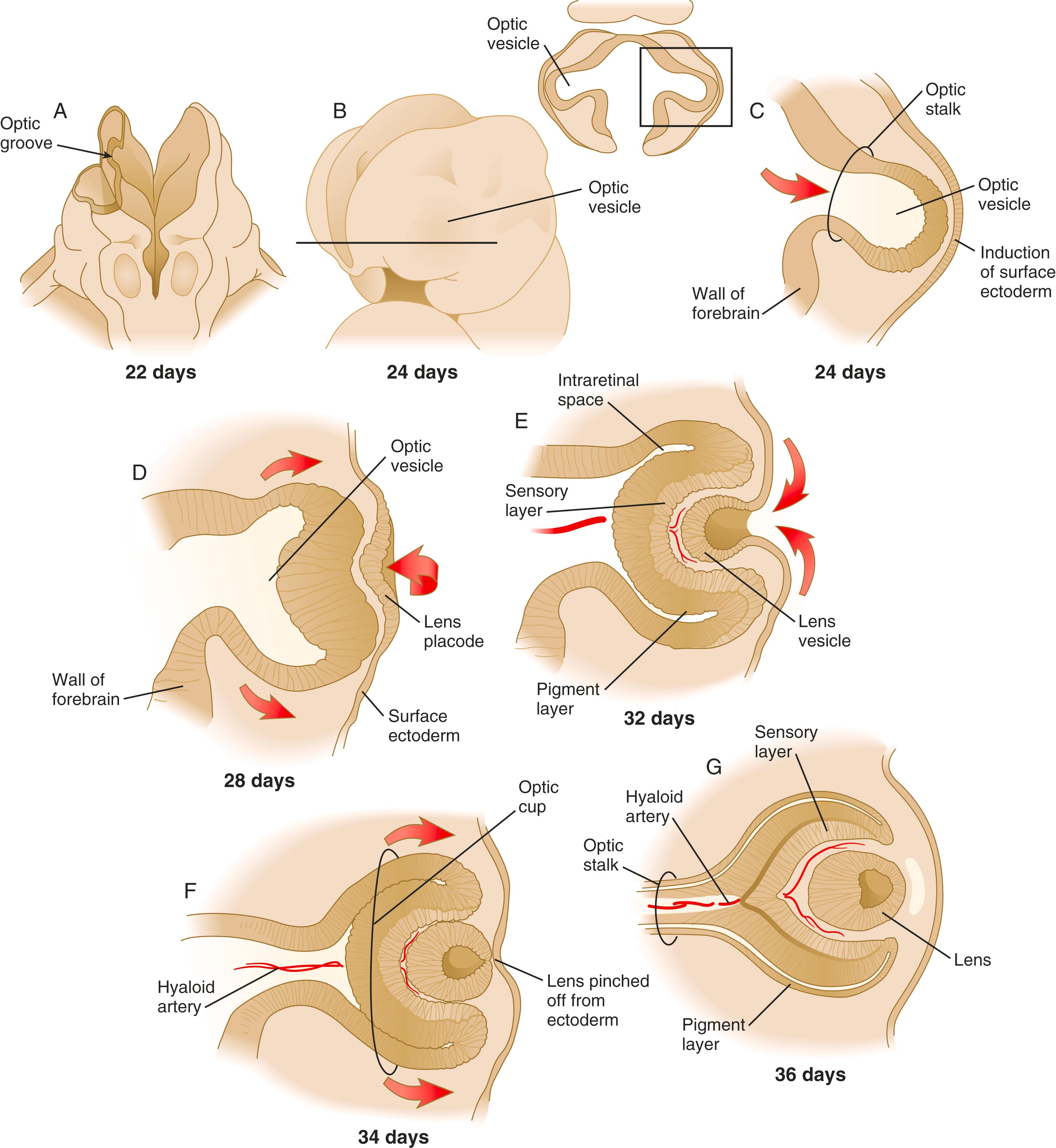 Fig. 13.3, (A) to (G) Early development of the human eye.