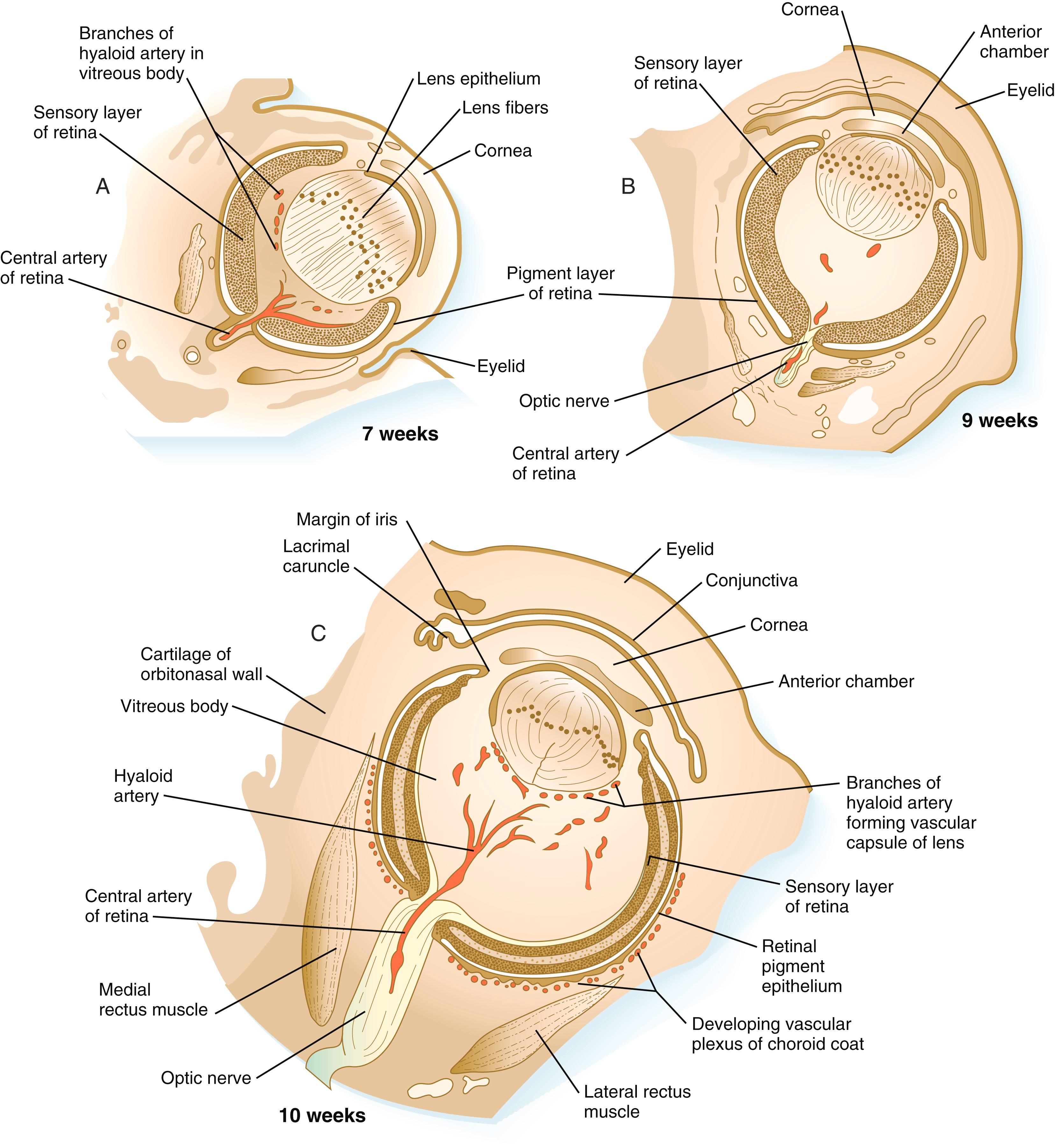 Fig. 13.7, Later stages of eye development drawn from coronal sections through heads of human embryos.
