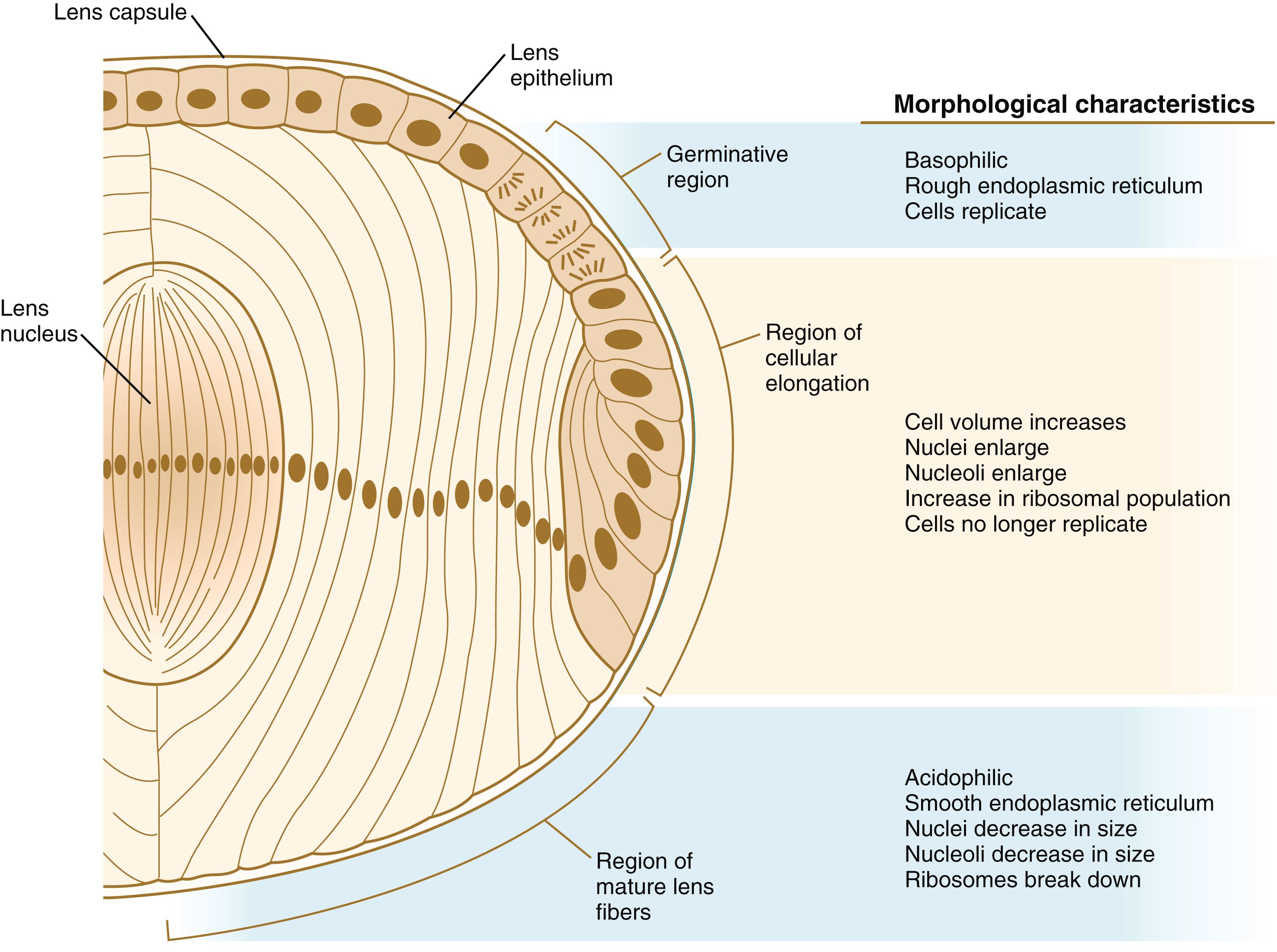 Fig. 13.8, Organization of the vertebrate lens.