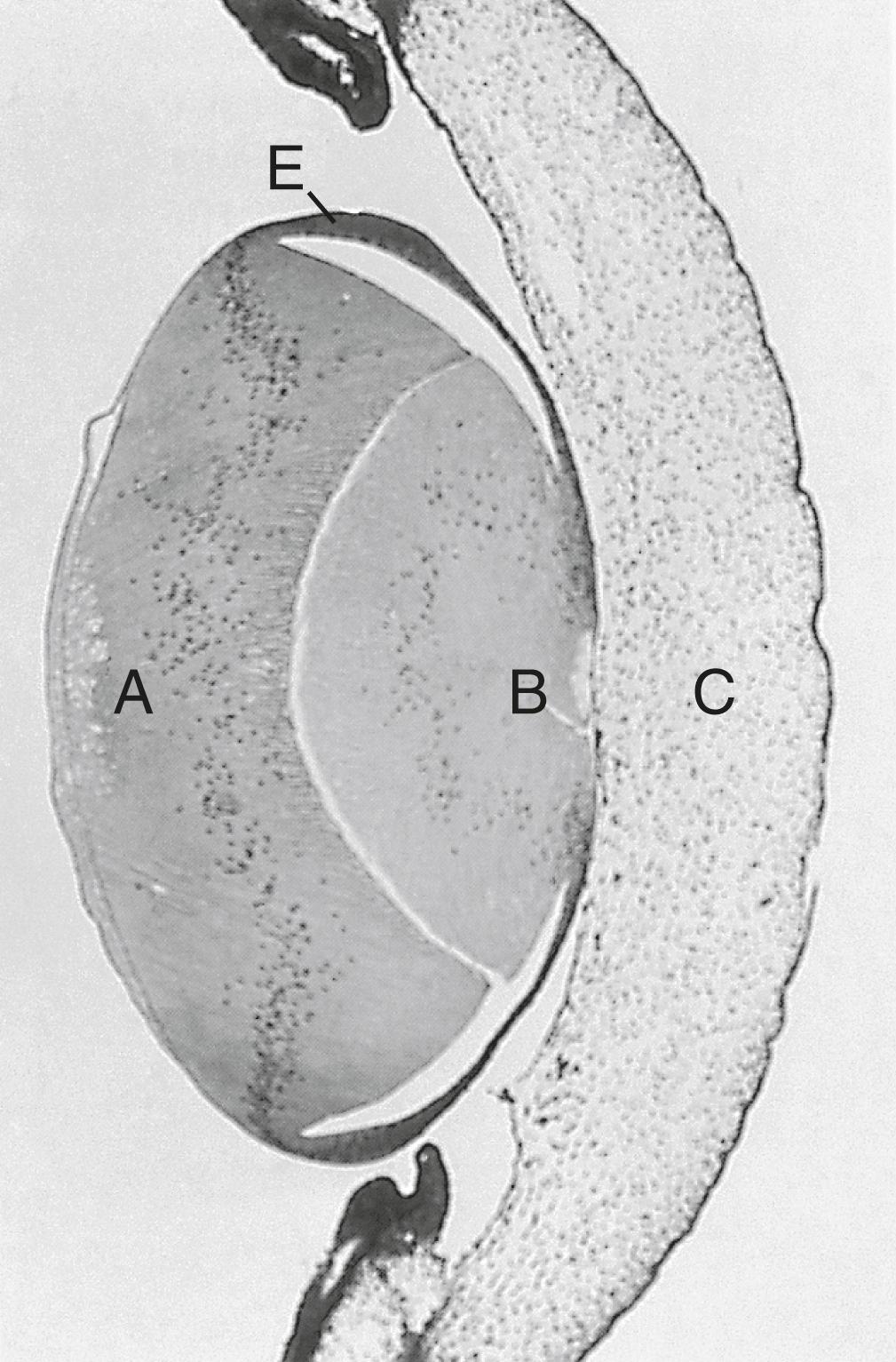 Fig. 13.9, Section through the lens of an 11-day-old chick embryo.