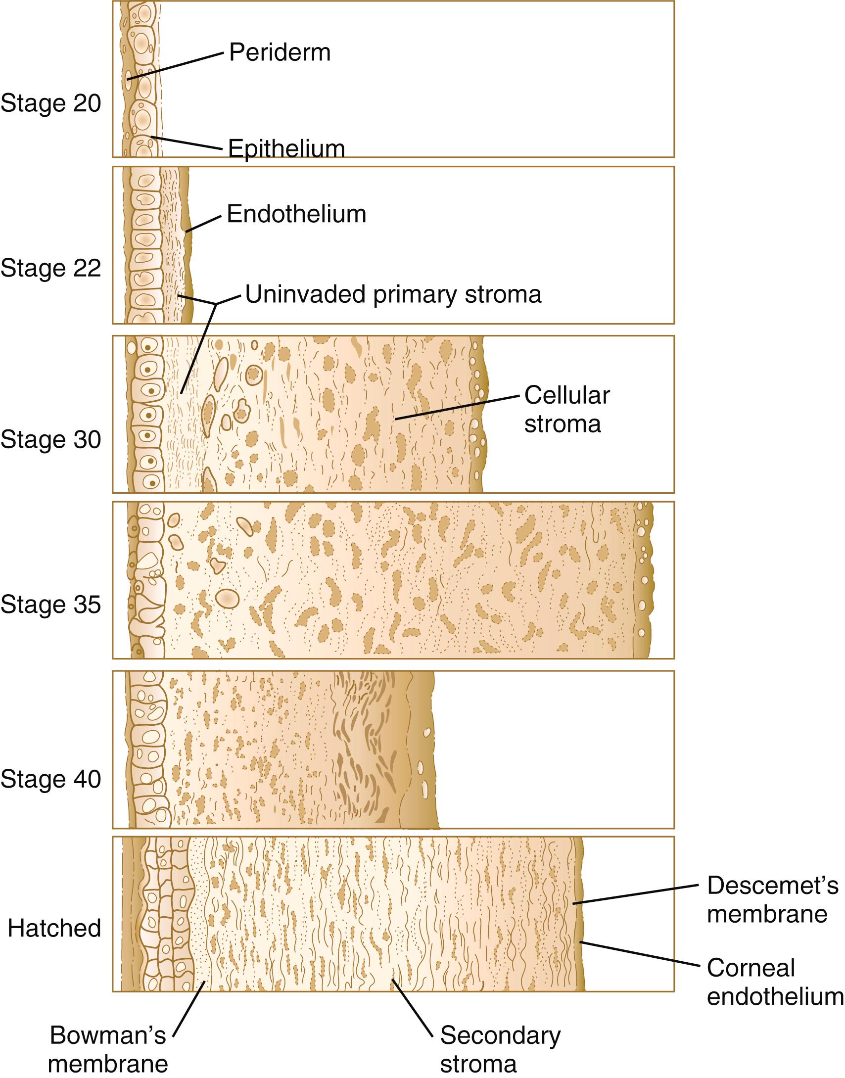 Fig. 13.10, Stages (Hamburger-Hamilton) in the formation of the cornea in the chick embryo.