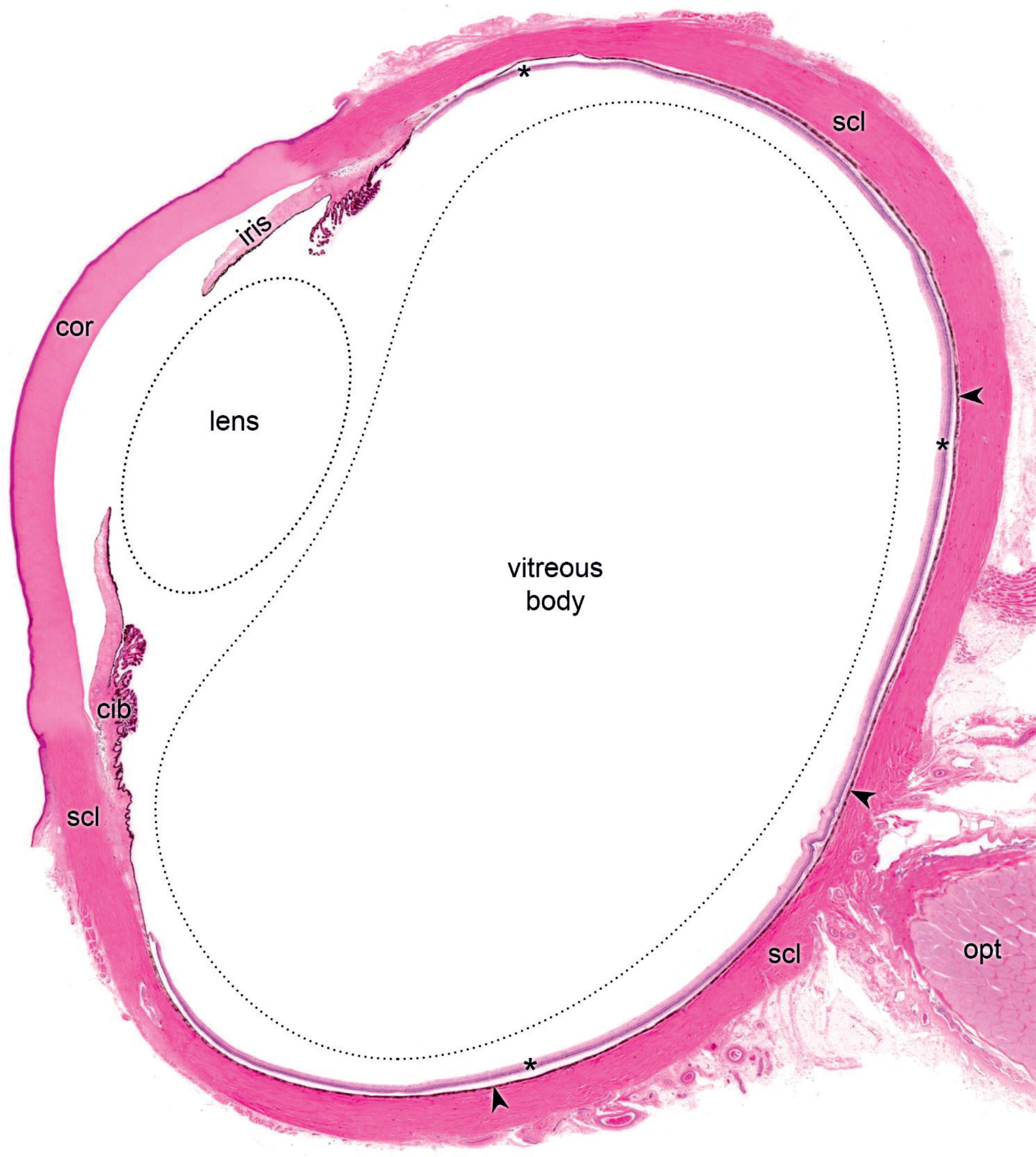 Figure 319, Eye. The eyeball is formed by three distinct layers. The outermost fibrous corneoscleral layer comprises the anterior, translucent cornea (cor) that continues into the posterior, nontransparent sclera (scl). The middle layer is the uvea, a vascular layer that also includes the posterior choroid (choroidea, arrowheads) as well as the stroma of the ciliary body (cib) and the iris anteriorly. The innermost coat is the retina (asterisks) that surrounds the vitreous chamber. Axons of the retinal ganglion cells form the optic nerve (opt). The chambers of the eye contain the anterior lens and the posterior vitreous body that are missing from this specimen, only their contours are shown; the eye is compressed anteroposteriorly due to the tissue preparation. Lens is an avascular structure and it is anchored to the ciliary body by the zonular fibers that end in the capsule of the lens. The capsule is a thick basal lamina that is formed by the underlying cuboidal epithelial cells (lens epithelium) that are located only on the anterior side of the lens. Similar to the lens, the vitreous body is a transparent structure that fills the space between the lens and the retina (vitreous chamber) and it is composed of a gelatinous substance rich in glycosaminoglycans that is surrounded by a delicate vitreous membrane formed by thin collagen fibers.