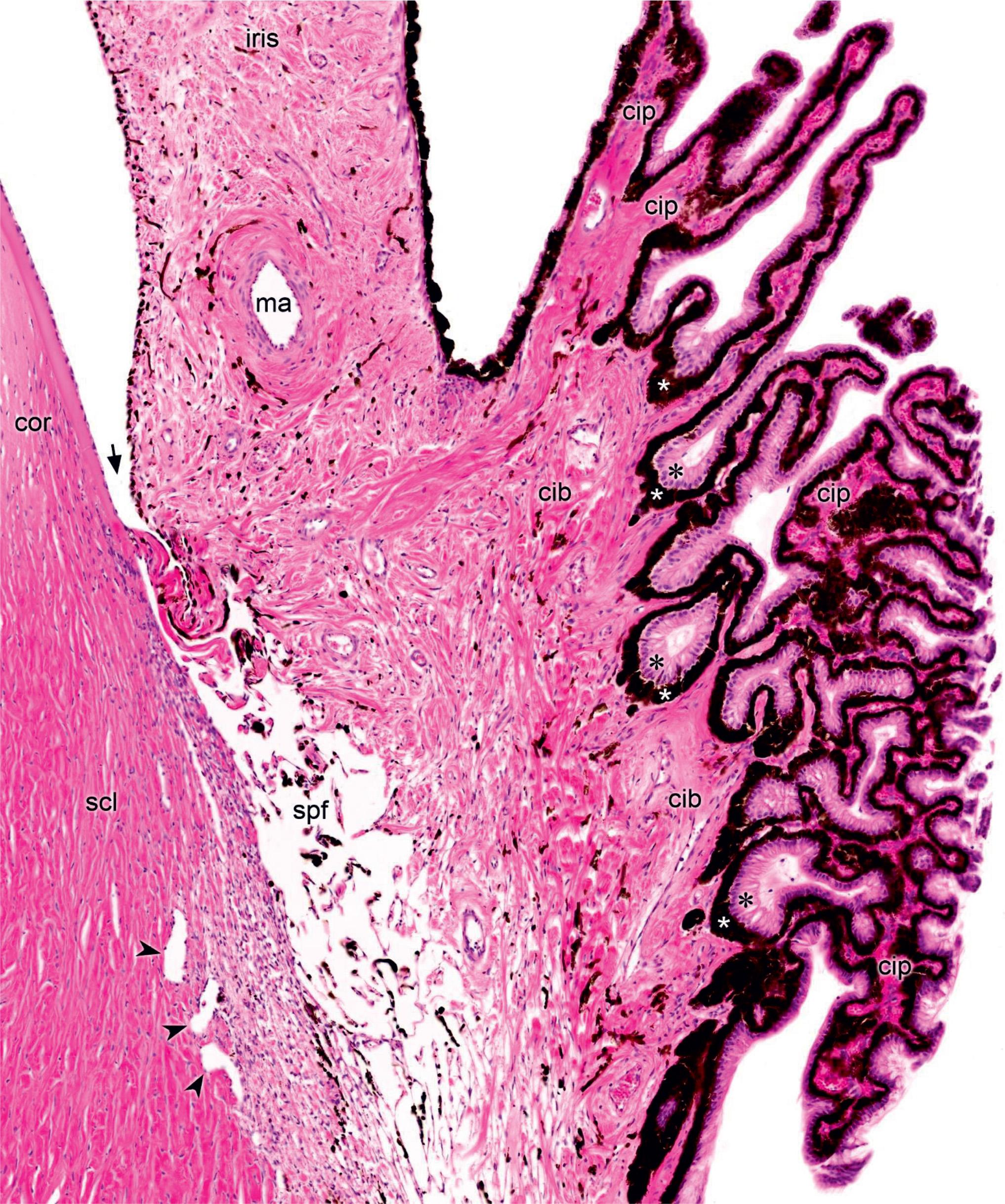 Figure 322, Iridocorneal angle, large magnification. The anterior, translucent cornea (cor) continues into the posterior, nontransparent sclera (scl). Ciliary processes are lined with an inner pigmented (five-pointed asterisks) and an outer nonpigmented layer of cuboidal cells (six-pointed asterisks); the latter is the continuation of the non-photosensitive portion of the retina. This layer is responsible for the production of aqueous humor that is reabsorbed at the iridocorneal angle (arrow) through the vascular spaces of Fontana (spf) that lead into the canal(s) of Schlemm (arrowheads) running circularly at the iridocorneal angle. Muscular arteries (ma) form an arterial circle at the junction of the iris and the ciliary body.