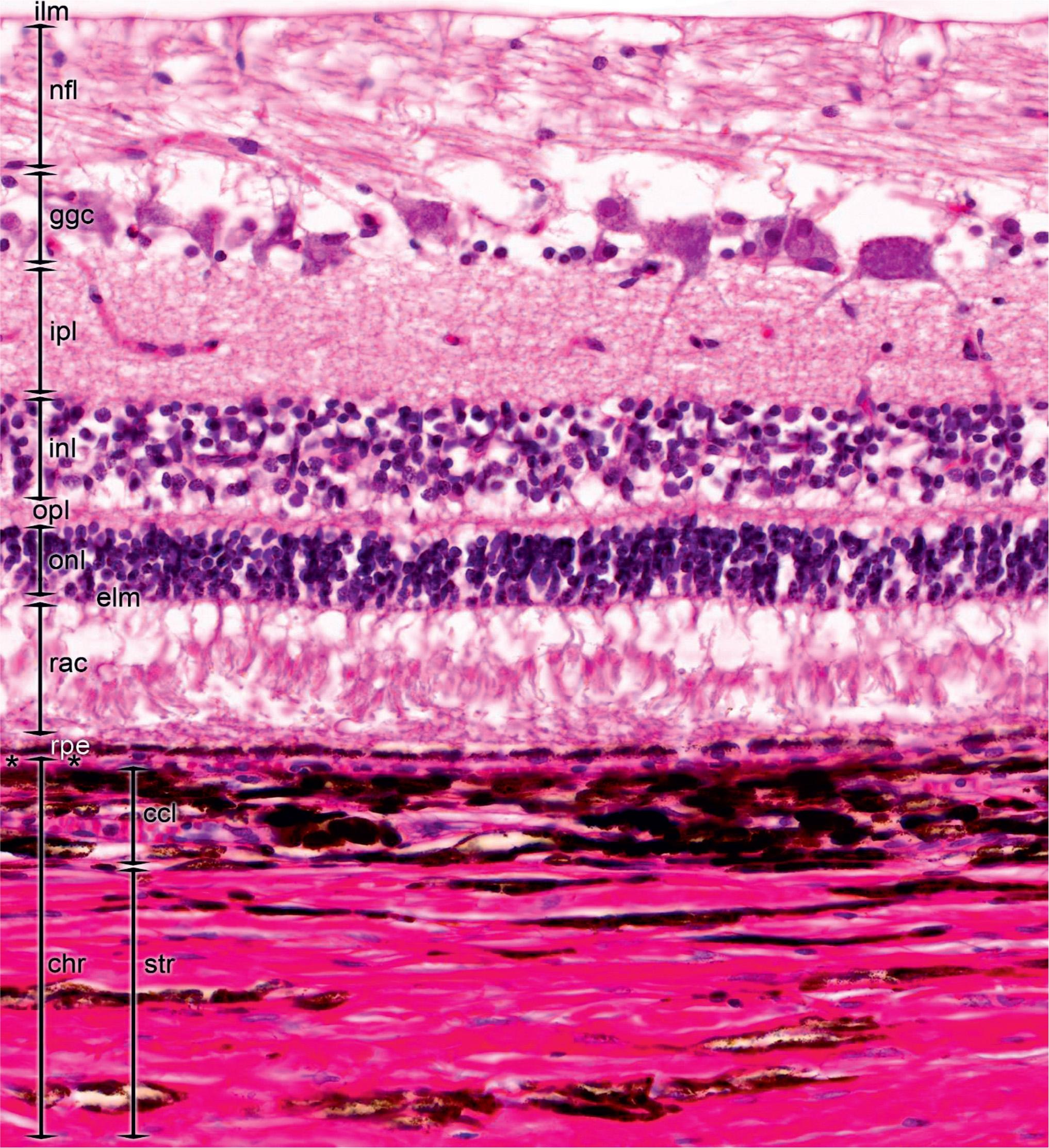 Figure 326, Layers of the retina. The innermost layer, the inner limiting membrane (ilm) is formed by the basement membrane of the radial glial (Müller) cells. The processes of the ganglion cells that eventually form the optic nerve are collected in the layer of nerve fibers (nfl), while the perikarya of the ganglion cells occupy the underlying ganglion cell layer (ggc) . The inner plexiform layer (ipl) contains the synapses between the bipolar cells and the processes of the amacrine and ganglion cells. The inner nuclear layer (inl) is tightly packed with spherical nuclei of the bipolar horizontal, amacrine and Müller cells. The inner and outer segments of the photoreceptor cells are located in the layer of rods and cones (rac) that rests on the layer of the retinal pigmented epithelium (rpe), while the outer nuclear layer (onl) contains the spherical nuclei of the photoreceptor cells, whose projections, along with the processes of the connecting bipolar and horizontal cells are located in the outer plexiform layer (opl). Between the outer nuclear layer and the layer of rods and cones, the border of the Müller cells forms the external limiting membrane (elm). Retina rests on the vitreous Bruch’s membrane (asterisks) and the underlying lamina choriocapillaris (ccl) of the choroid (chr). Choroid stroma (str) contains vessels with increasing diameters toward the sclera.