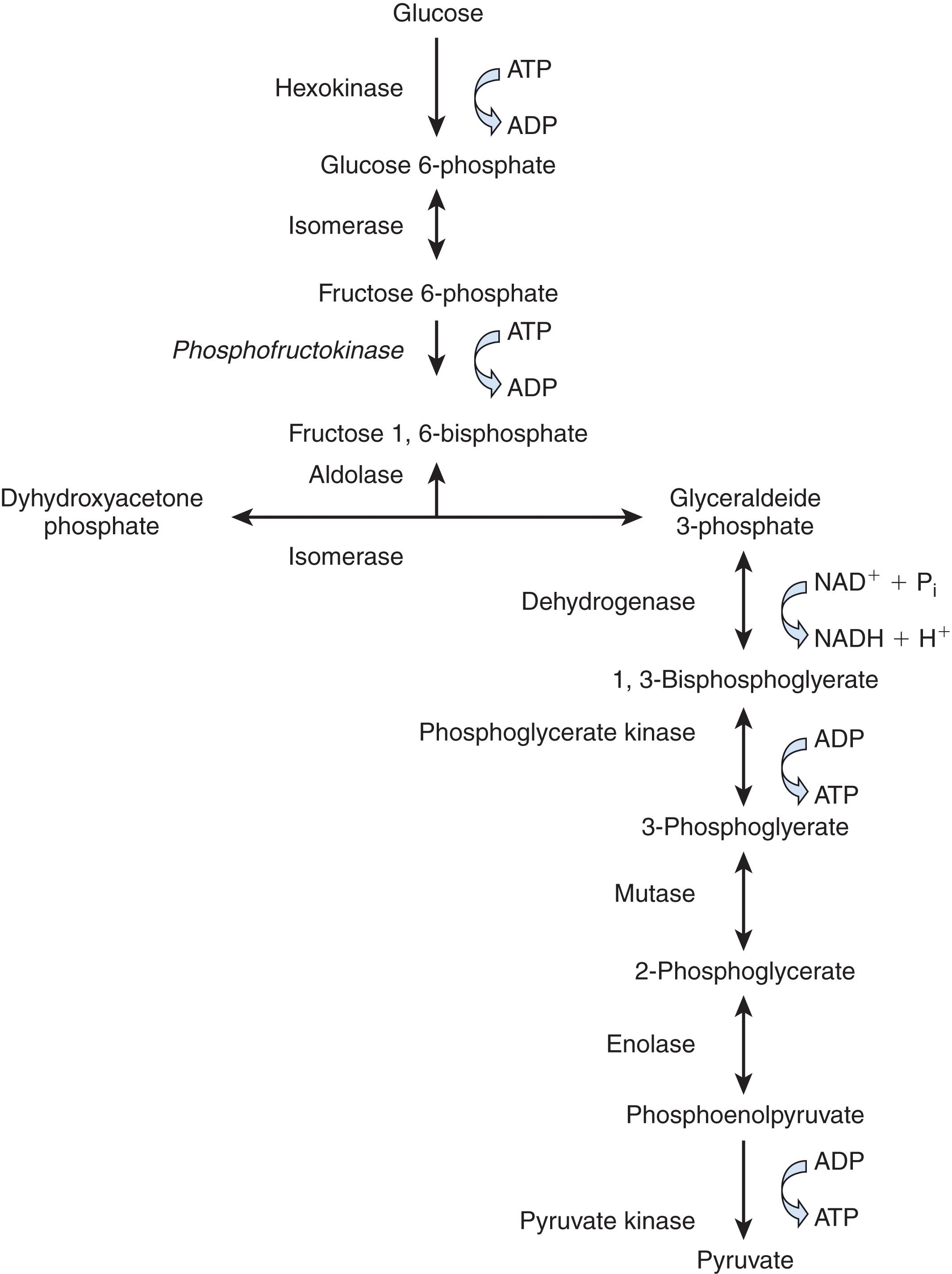 FIGURE 1, Steps of anaerobic glycolysis. The three rate-limiting, energy-using steps include the transition of glucose to glucose-6-phosphate controlled by the glucose hexokinase, the transition of fructose-6-phosphate to fructose-1-,6 biphosphate controlled by the phosphofructokinase, the pacemaker of the anerobic glycolysis, and the transition phosphoenolpyruvate to pyruvate controlled by pyruvate kinase.