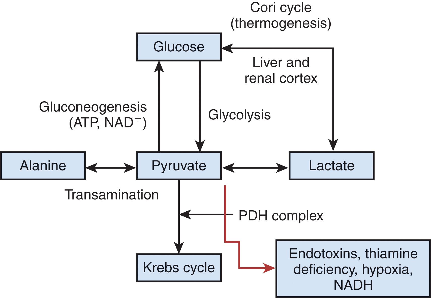 FIGURE 2, Once the PDH complex is inhibited by endotoxins, thiamine deficiency, or cellular hypoxia, there is an increase in pyruvate, which independent of its causes will activate different transport systems to shuttle the pyruvate since pyruvate cannot be stored. Pyruvate can be converted to lactate by LDH, and the lactate will then be converted to glucose in the liver and renal cortex via the Cori cycle. Another mechanism used to shuttle pyruvate is the transamination of amino acids that donate the amino group to pyruvate forming alanine so that they may enter Krebs cycle.