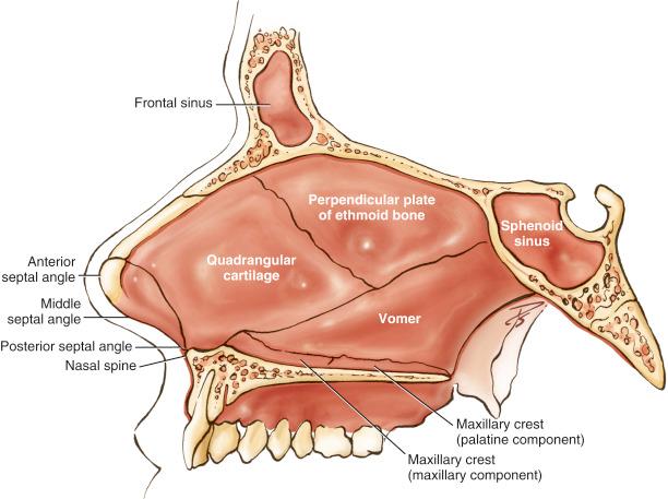 Fig. 1.1, Drawing of the nasal septum in the sagittal view.