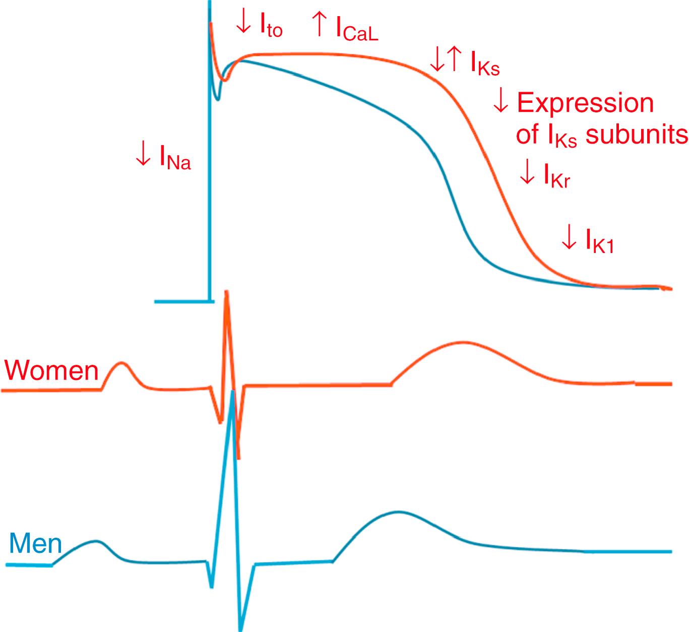 Fig. 107.1, Sex differences in the basic electrical properties of the heart, including ion channel function and action potential morphology, are summarized.