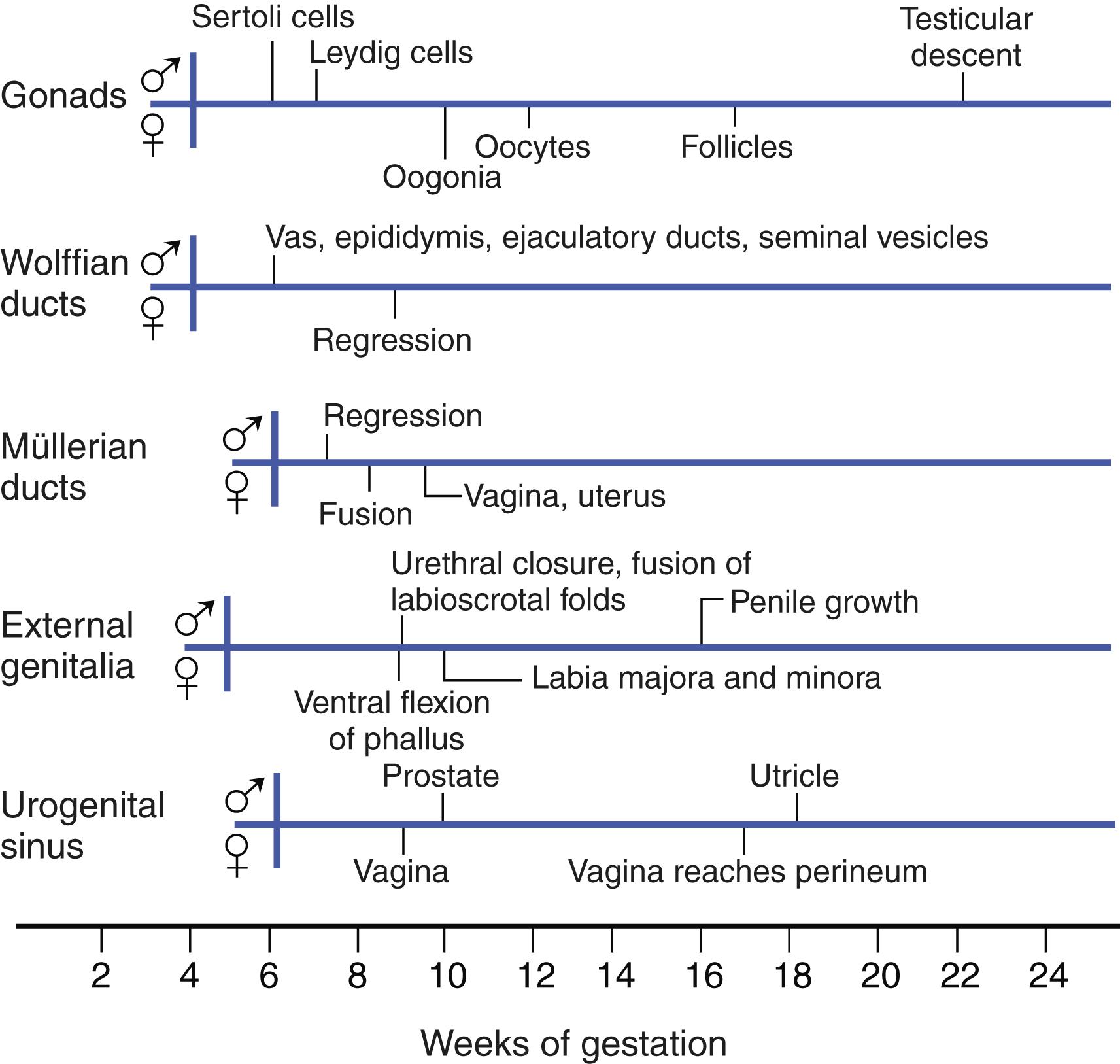 FIGURE 214-1, Time course of prenatal sexual differentiation in male and female fetuses.