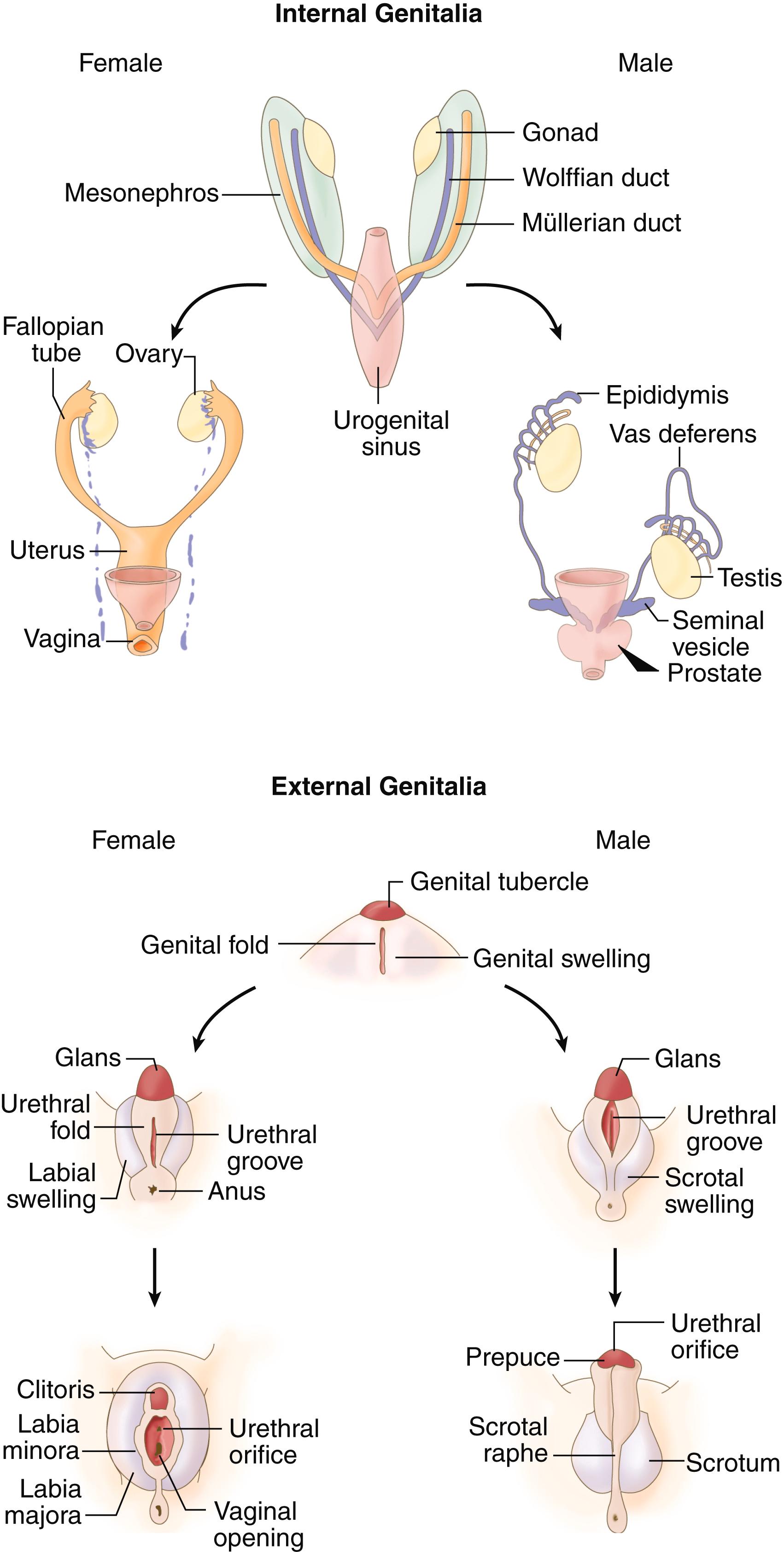 FIGURE 214-2, Differentiation of the internal and external genitalia of the human fetus.