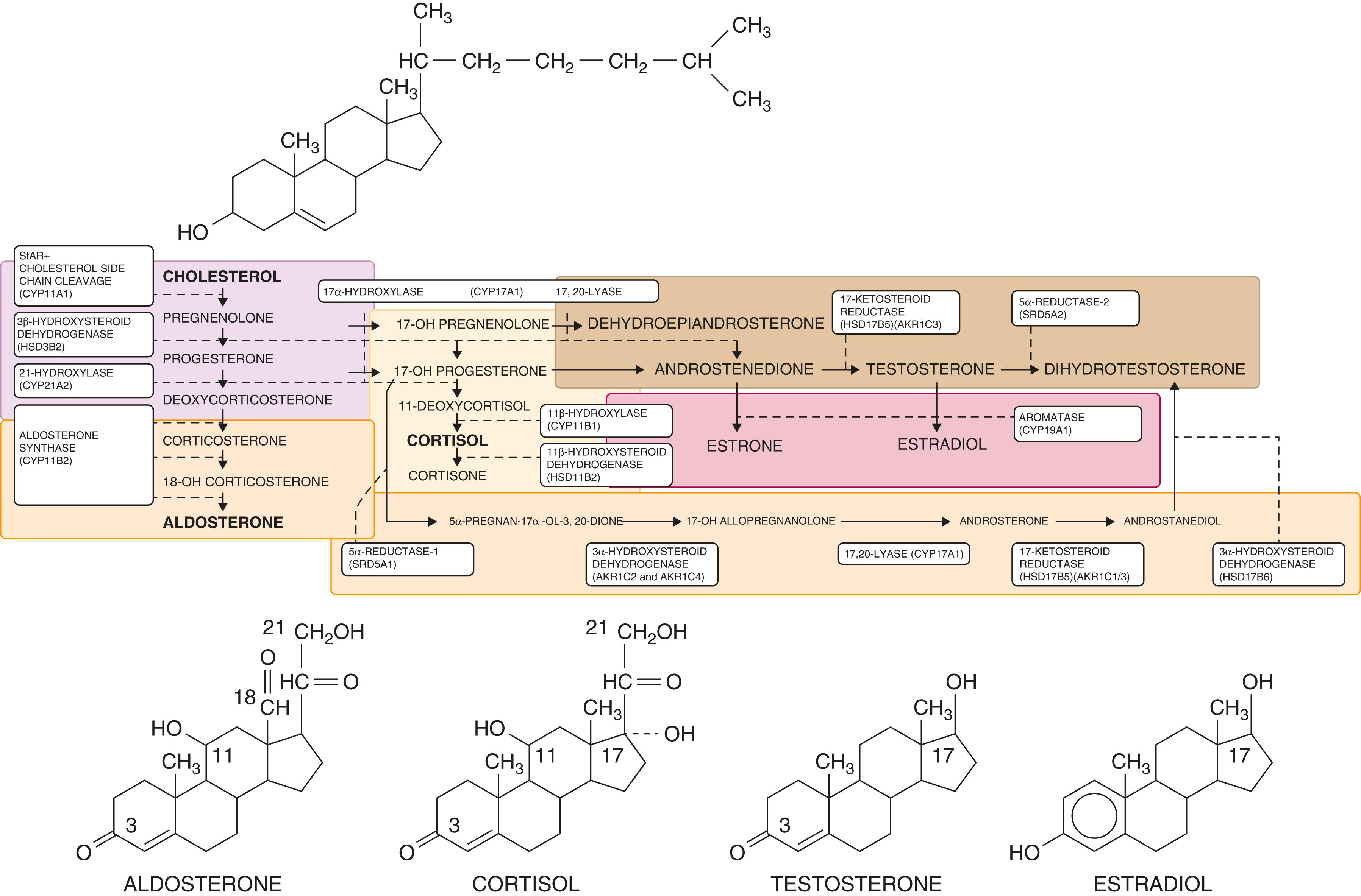 E-FIGURE 214-1, Adrenal and gonadal steroidogenesis.