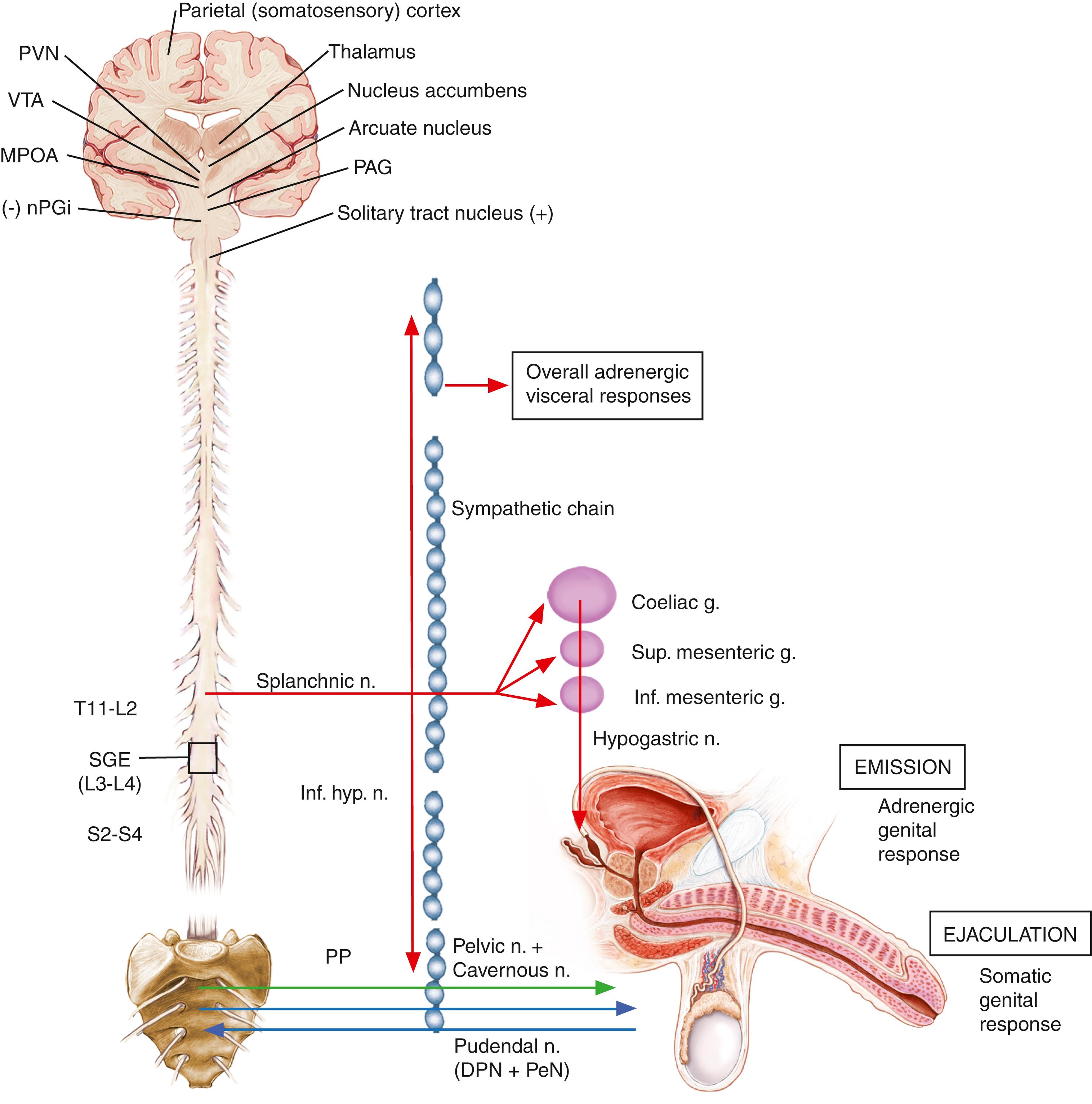 Fig. 46.1, Innervation of the Male Genital and Reproductive System.