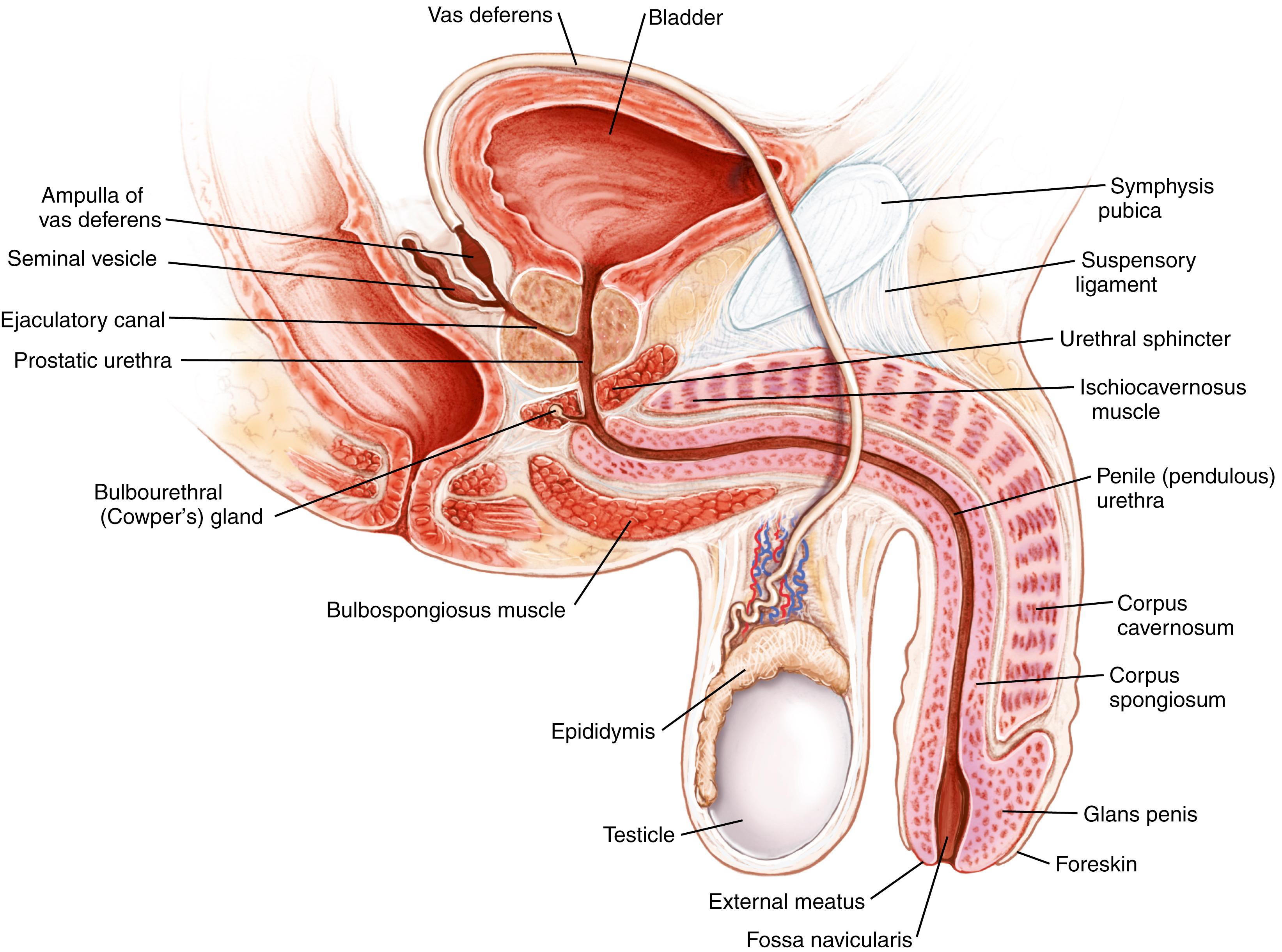 Fig. 46.2, Anatomy of the Male Genital and Reproductive System.