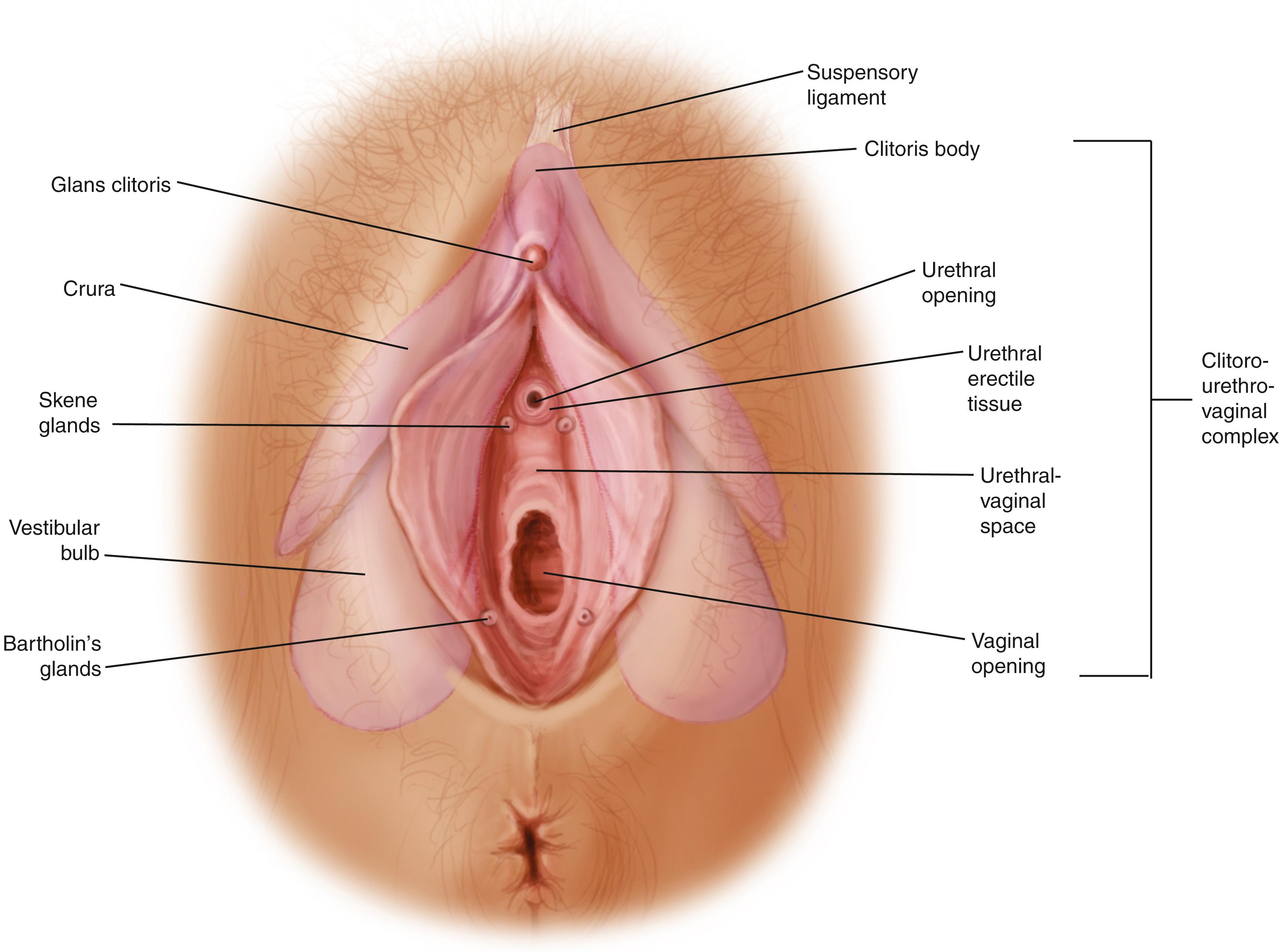 Fig. 46.3, Anatomy of the Clitoris.