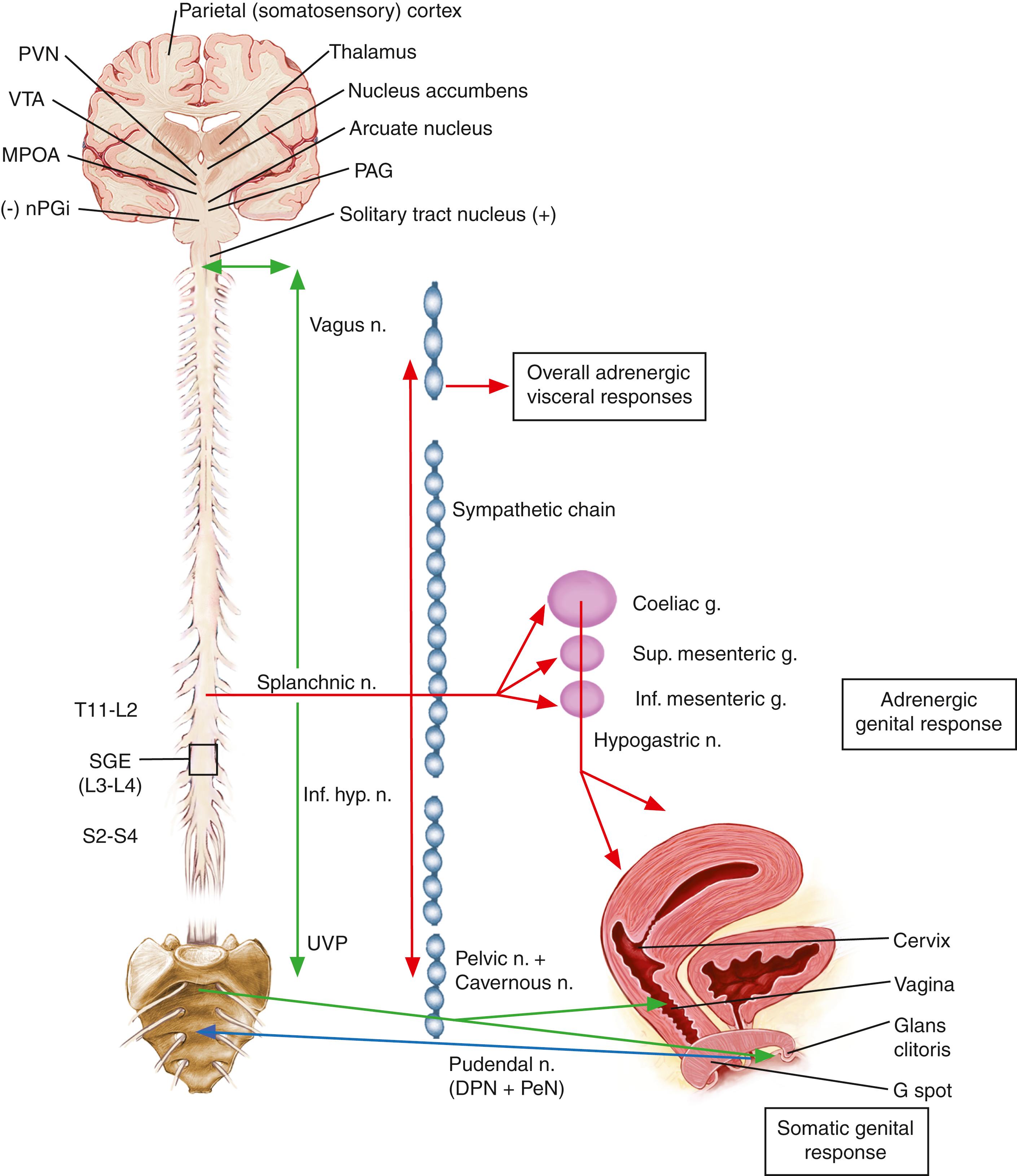 Fig. 46.4, Innervation of the Female Genital and Reproductive System.